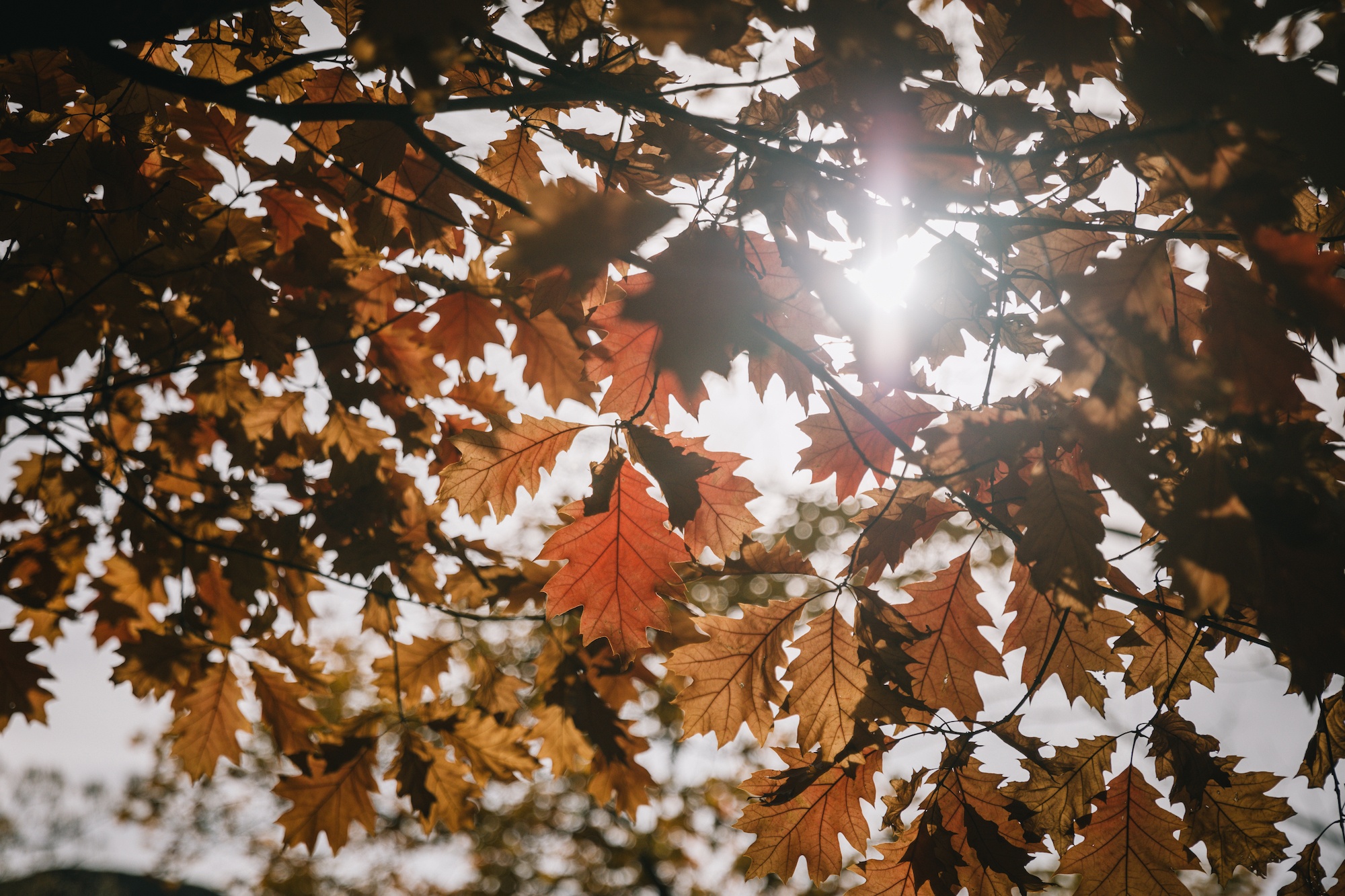 ubco motorbike in New Zealand
