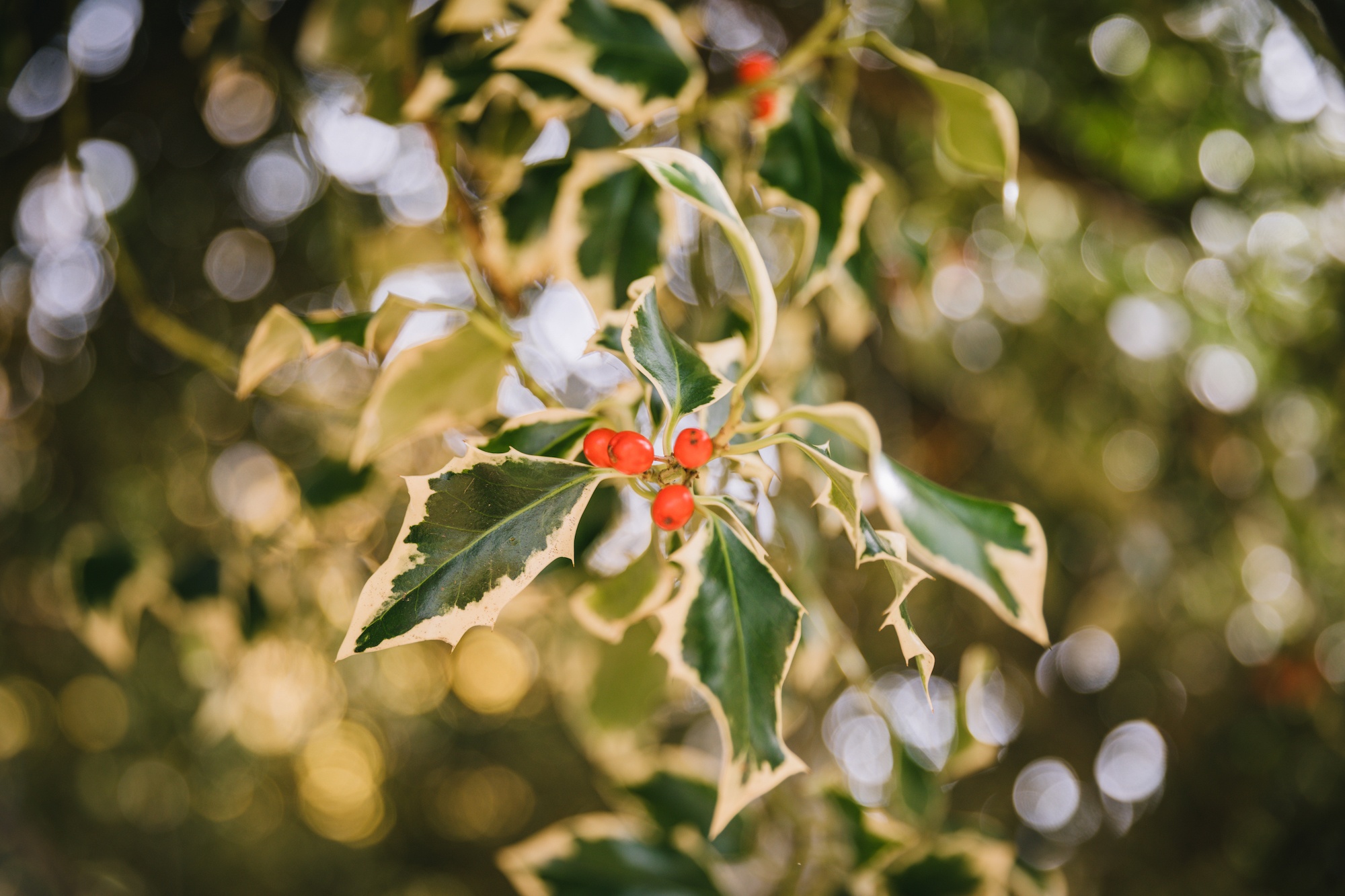 ubco motorbike in New Zealand