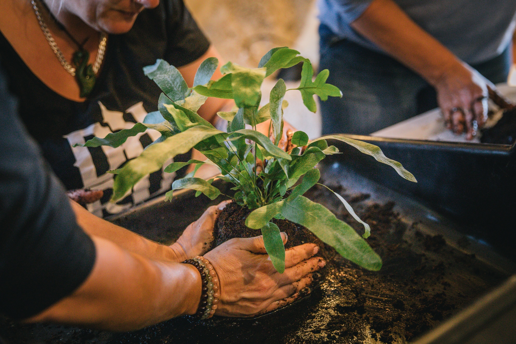 houseplants and design book