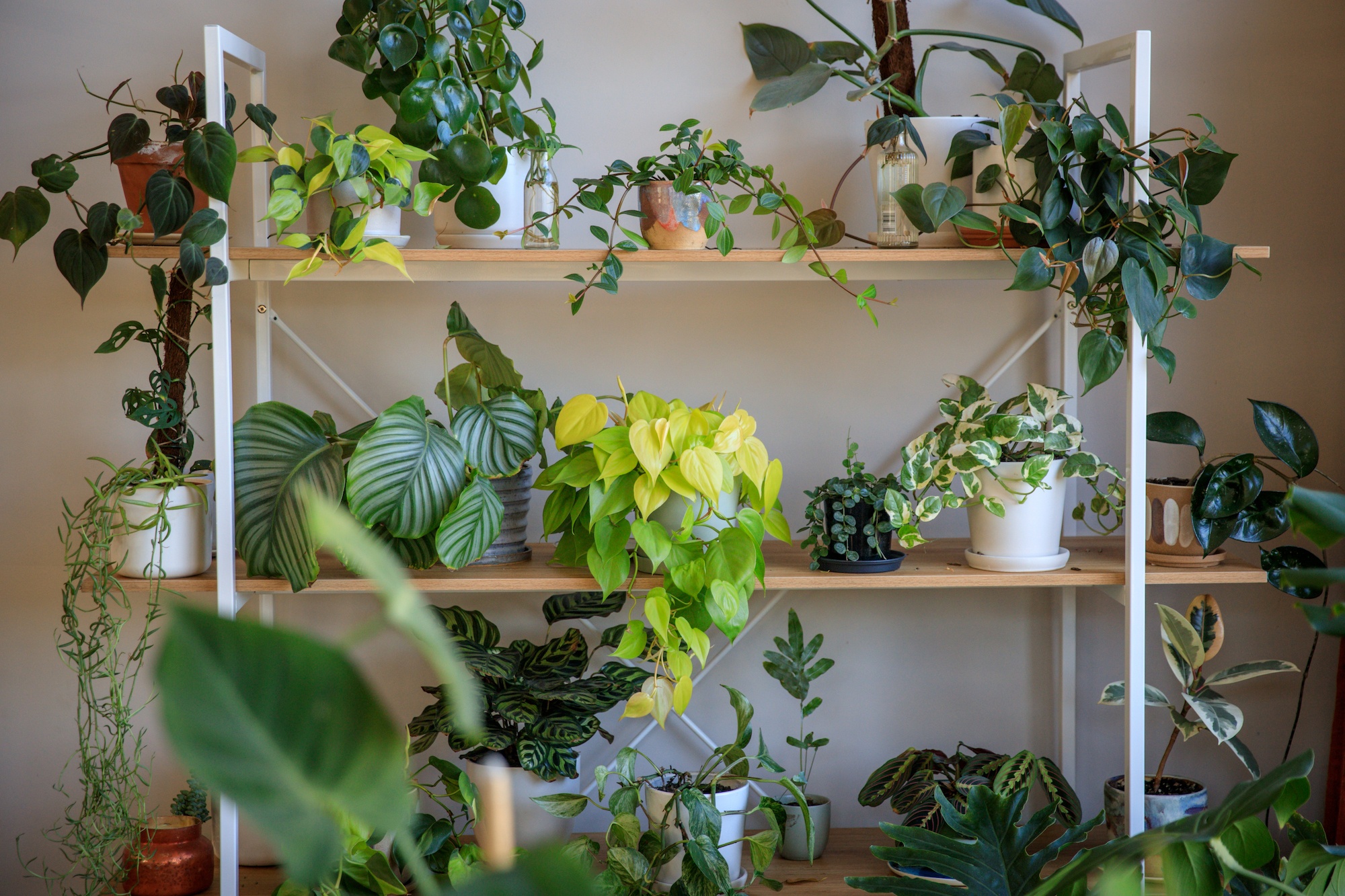 houseplants and design book