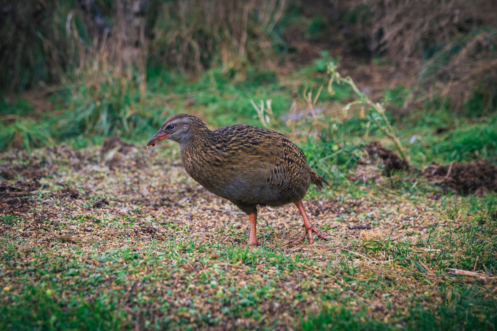 New Zealand weka