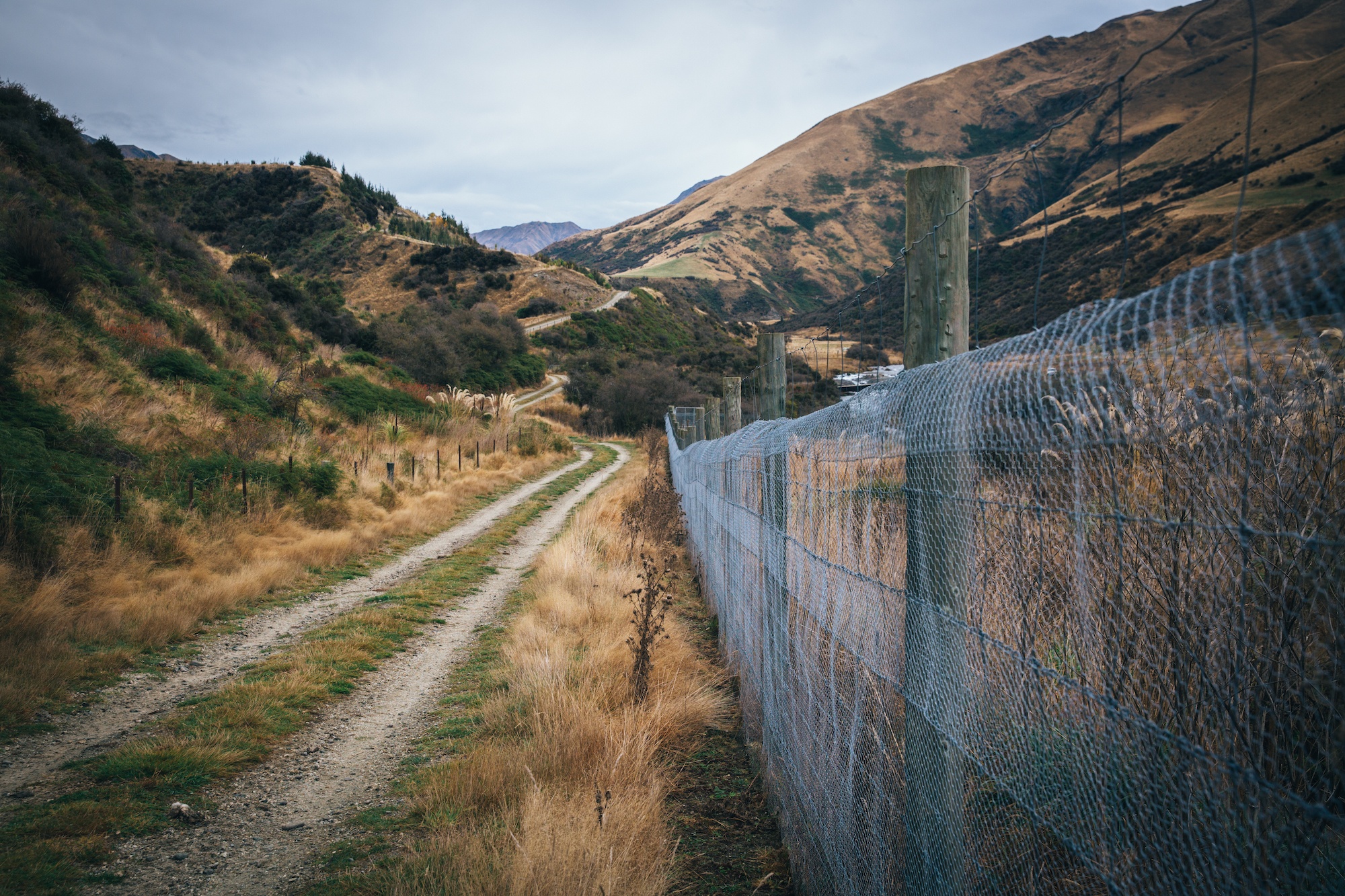New Zealand weka