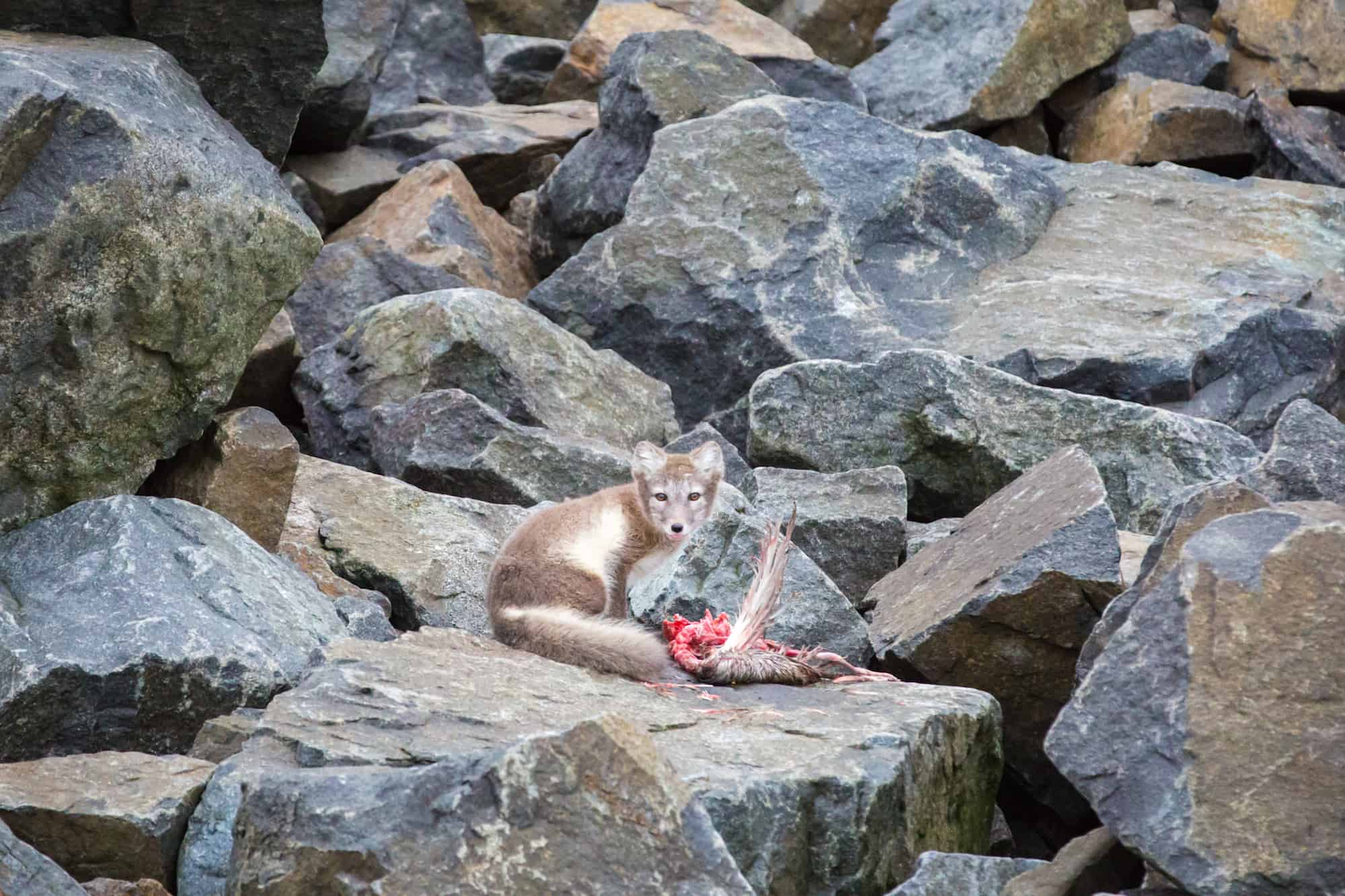 svalbard his dark materials