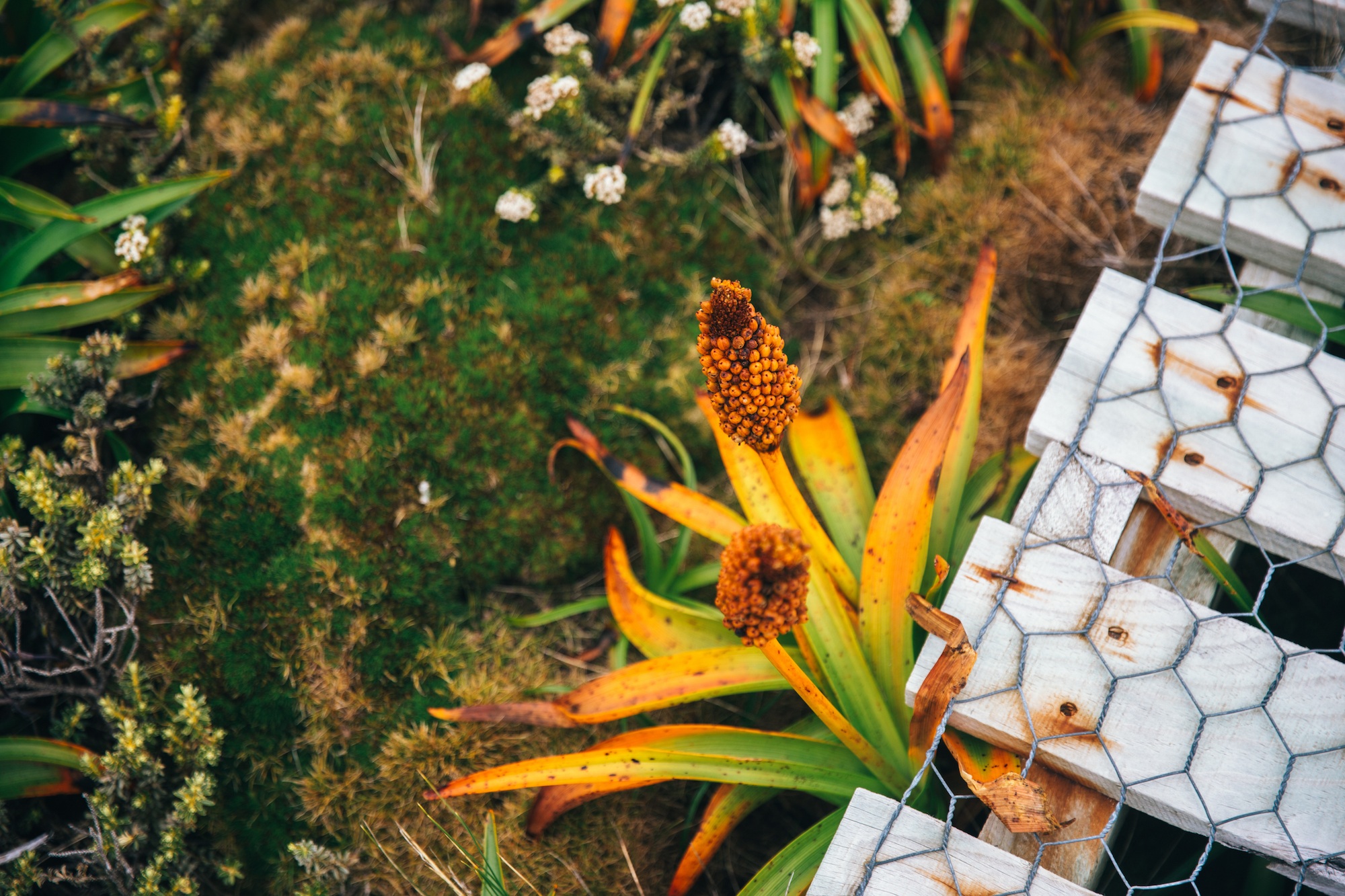 auckland islands travel