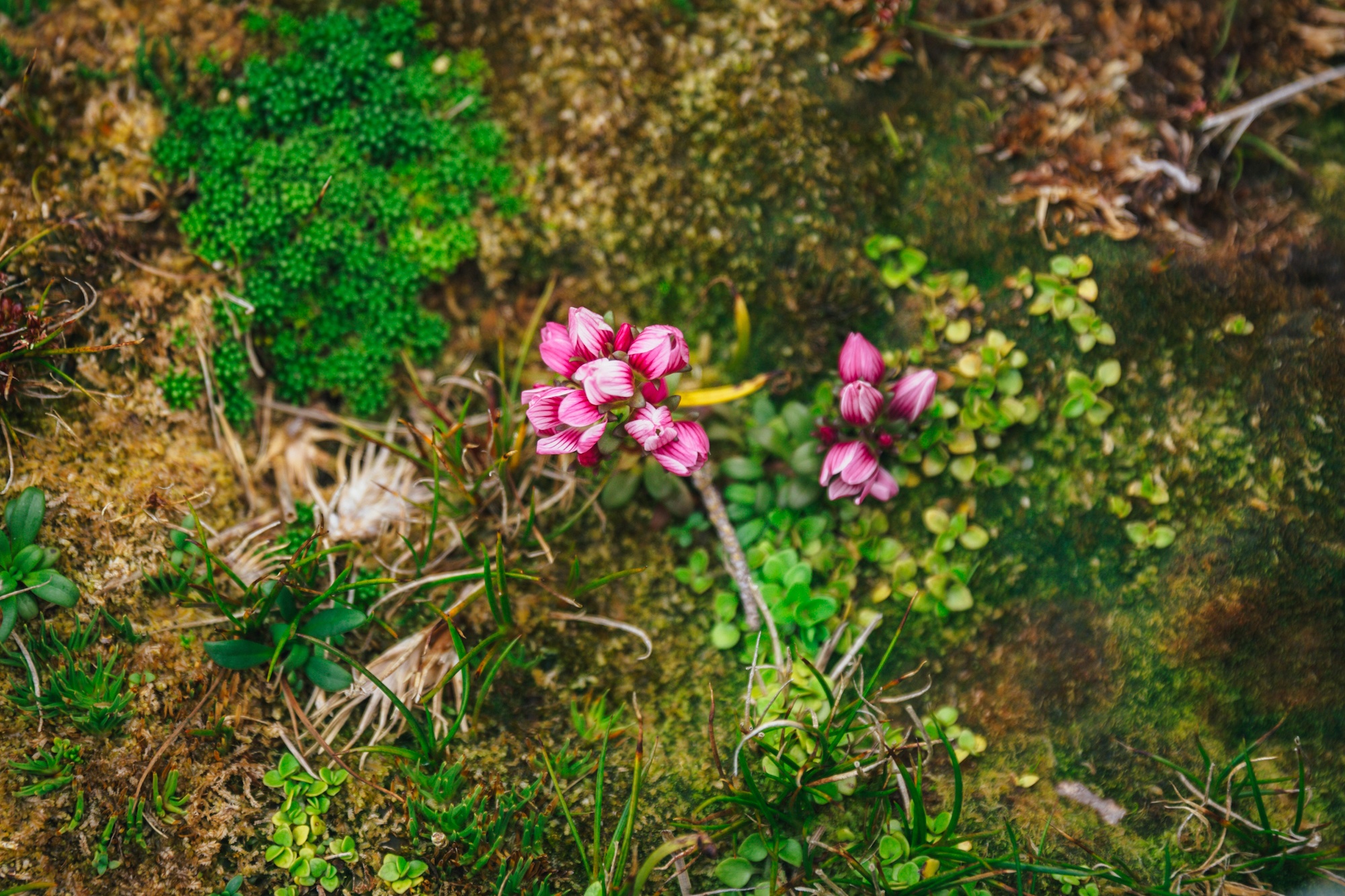 auckland islands travel