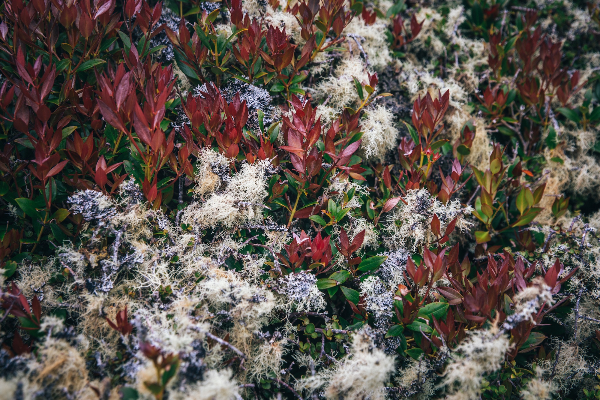 auckland islands travel