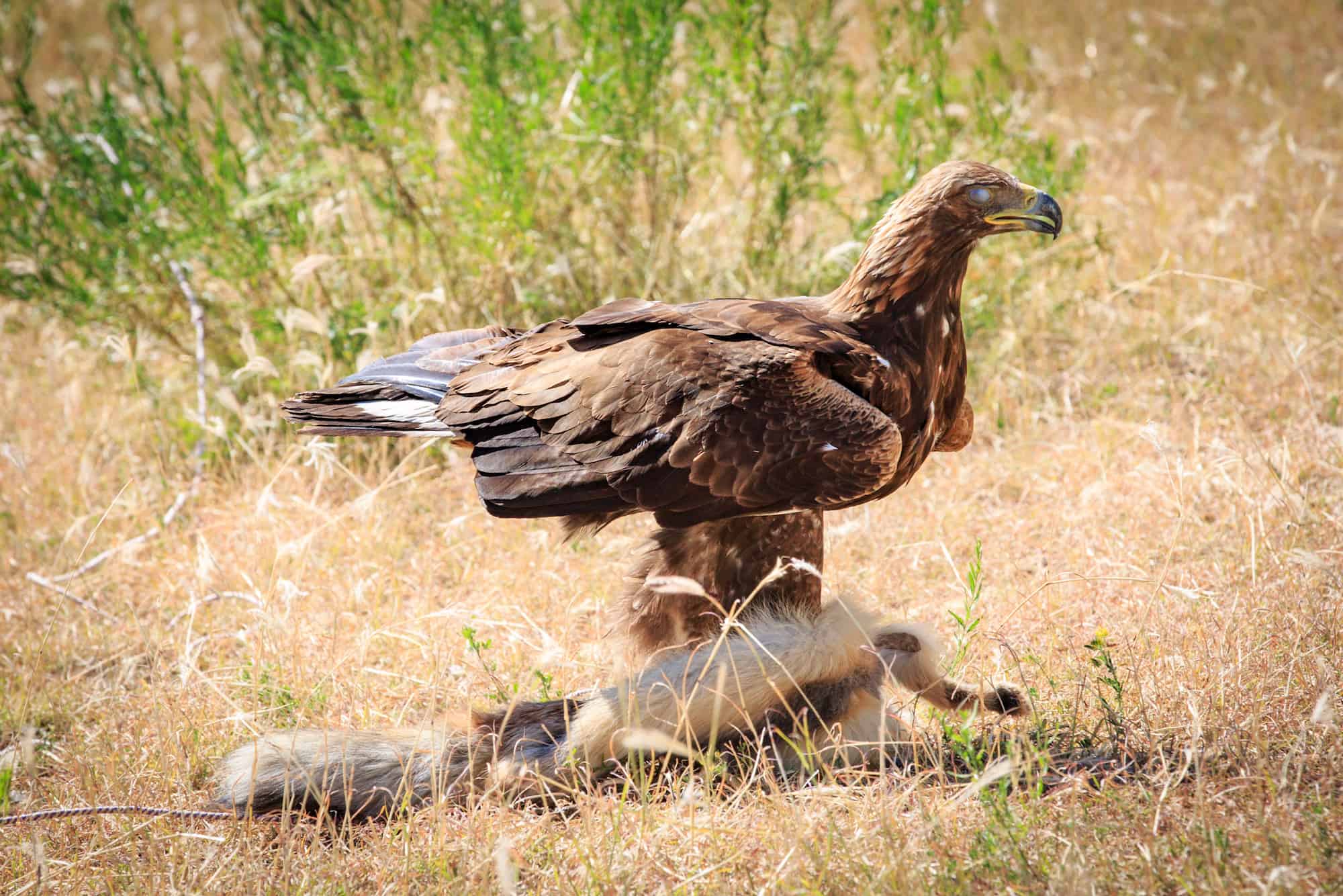eagle hunting