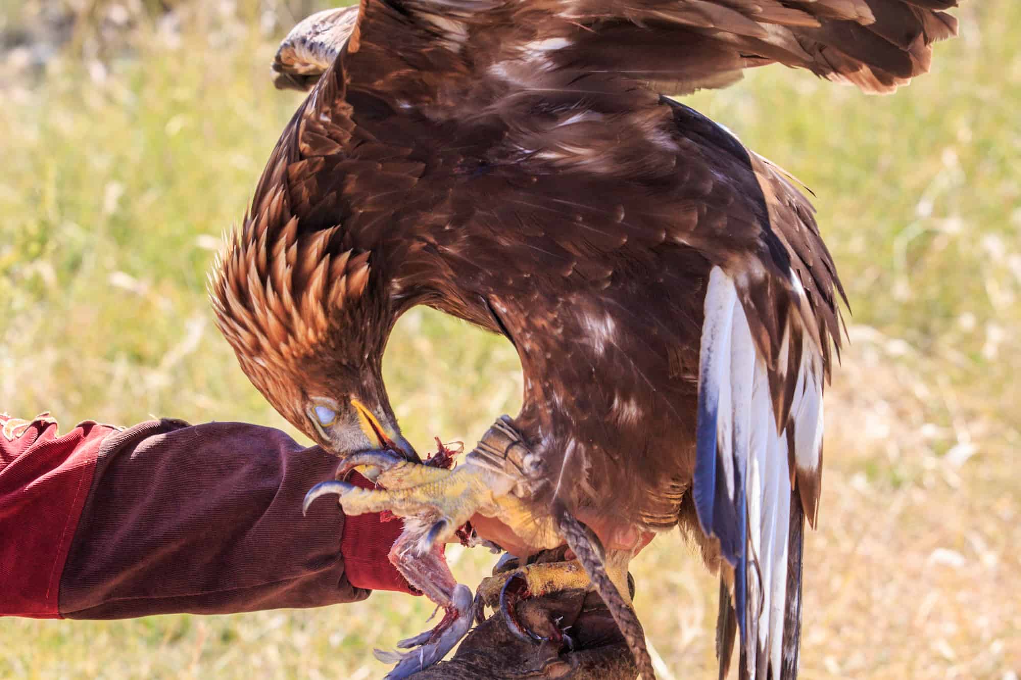 eagle hunting