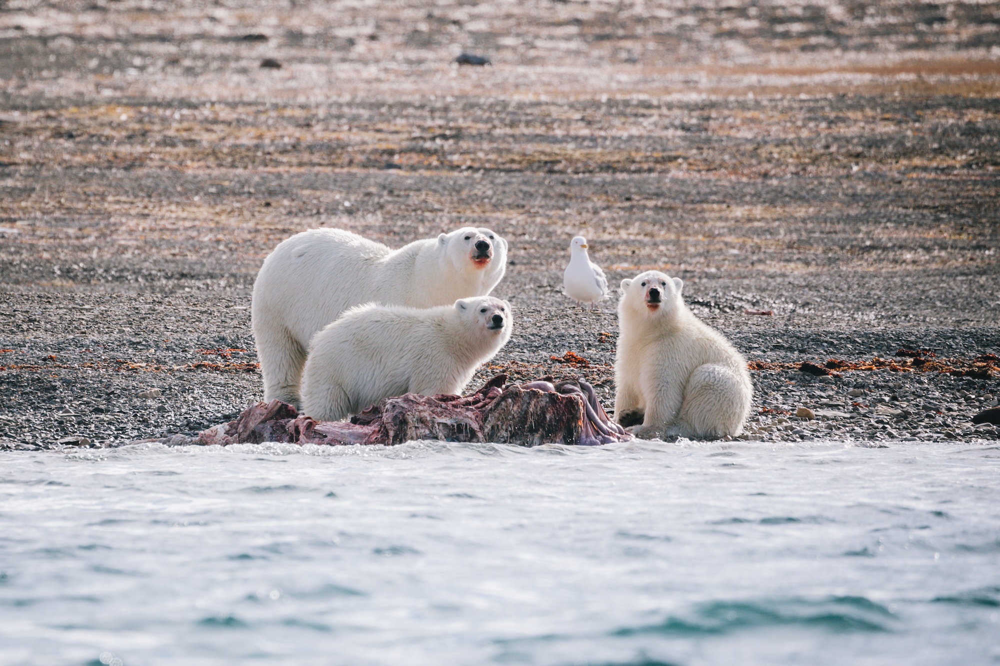 travel the Northwest Passage