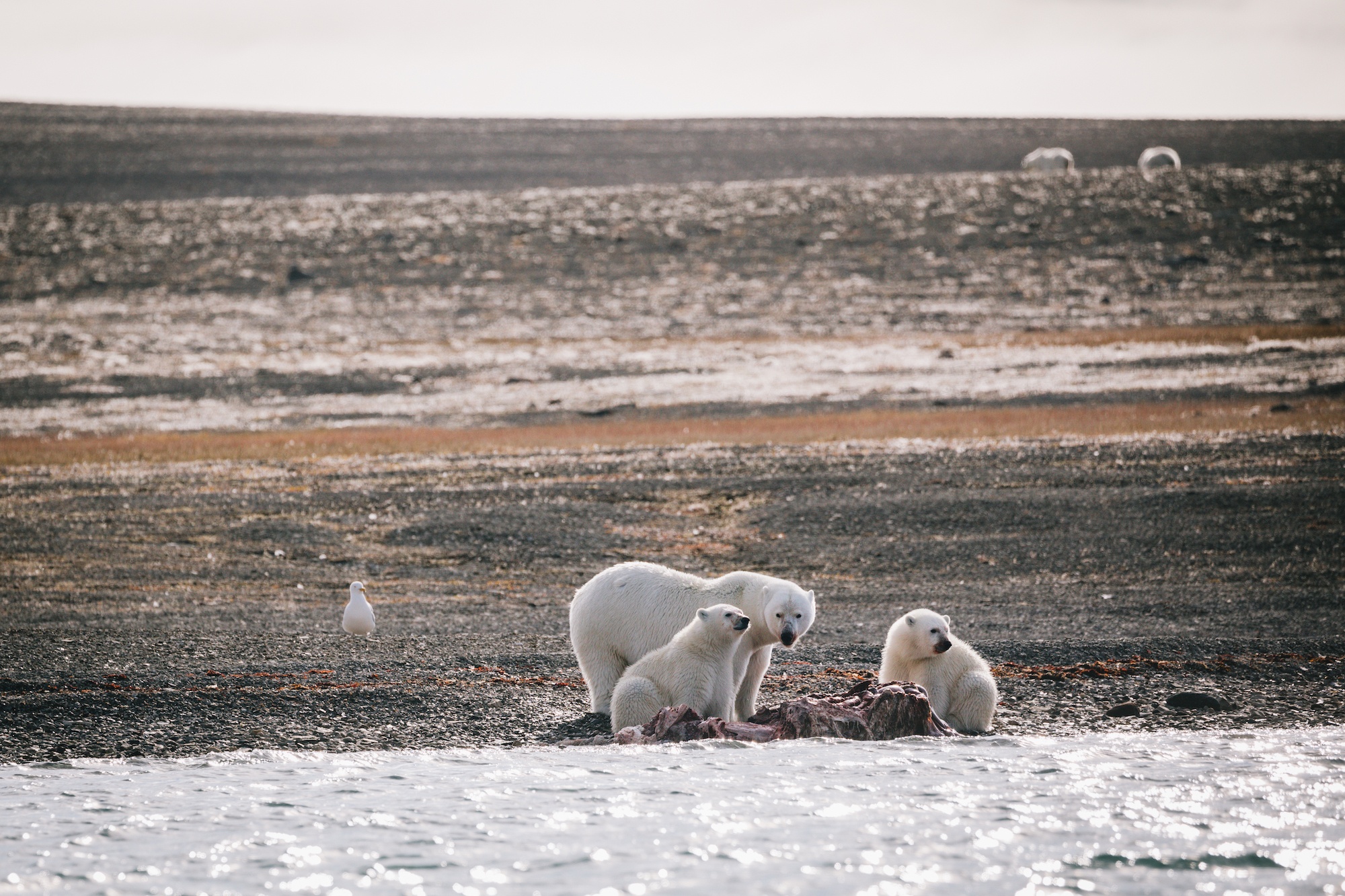 polar bears hunt beluga whales