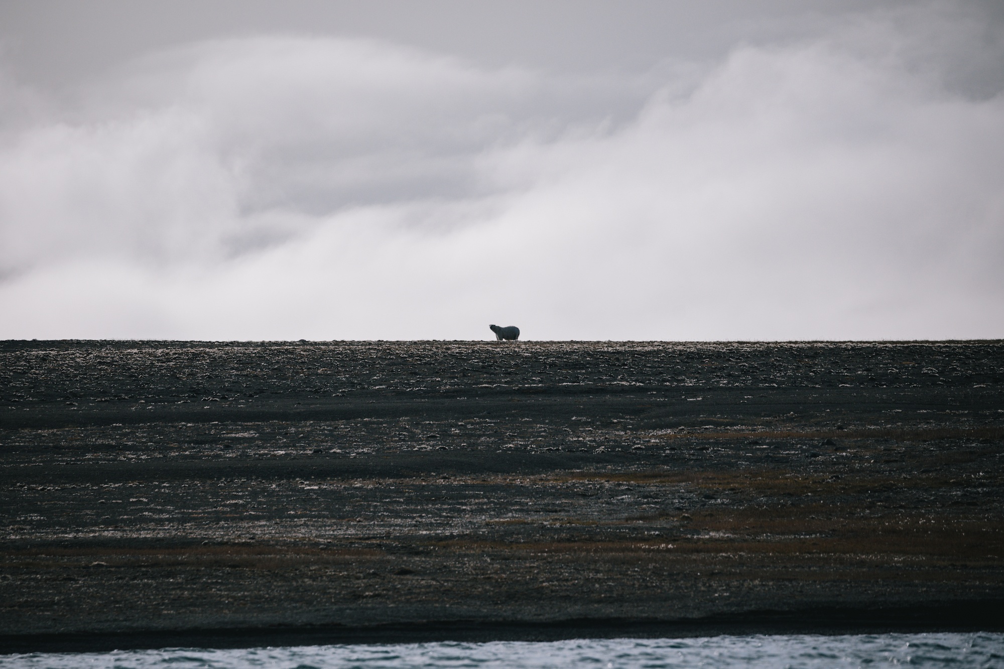 polar bears hunt beluga whales