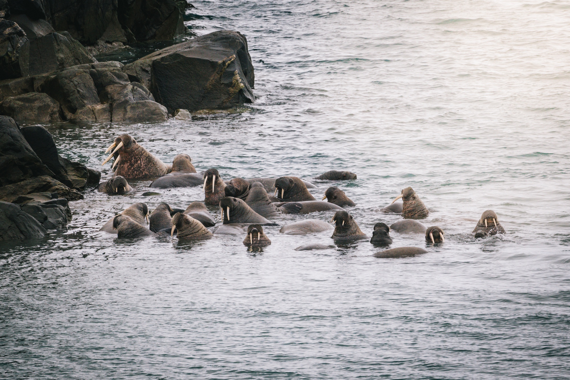 travel to the Arctic