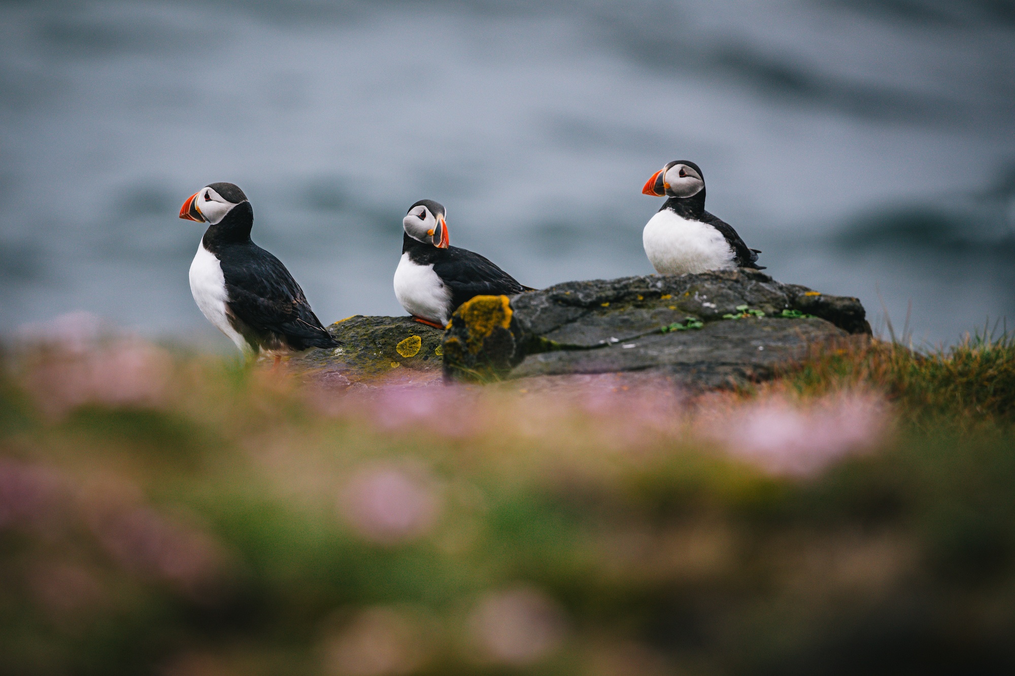 visit iceland by sea