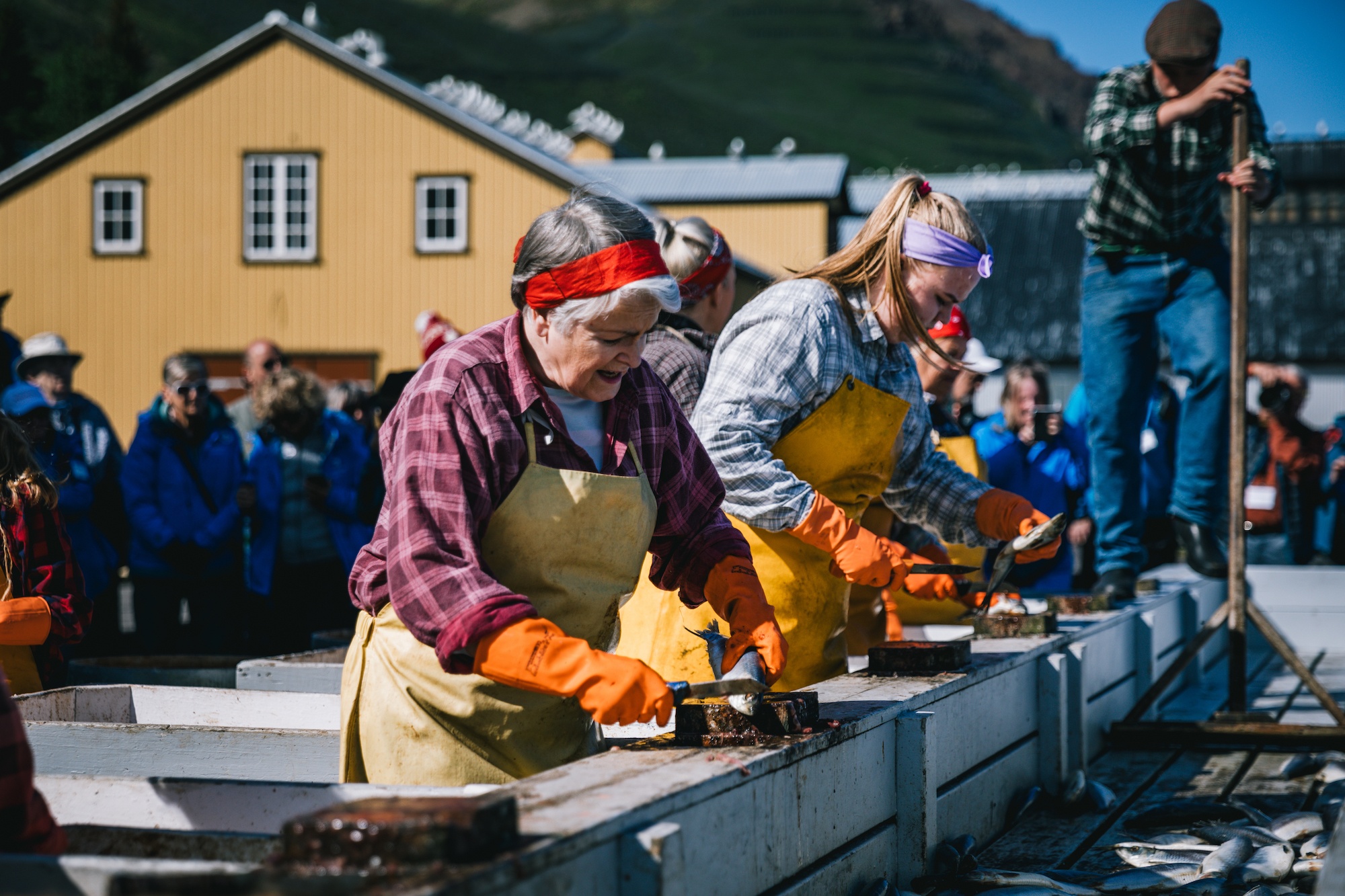 to visit Iceland by sea