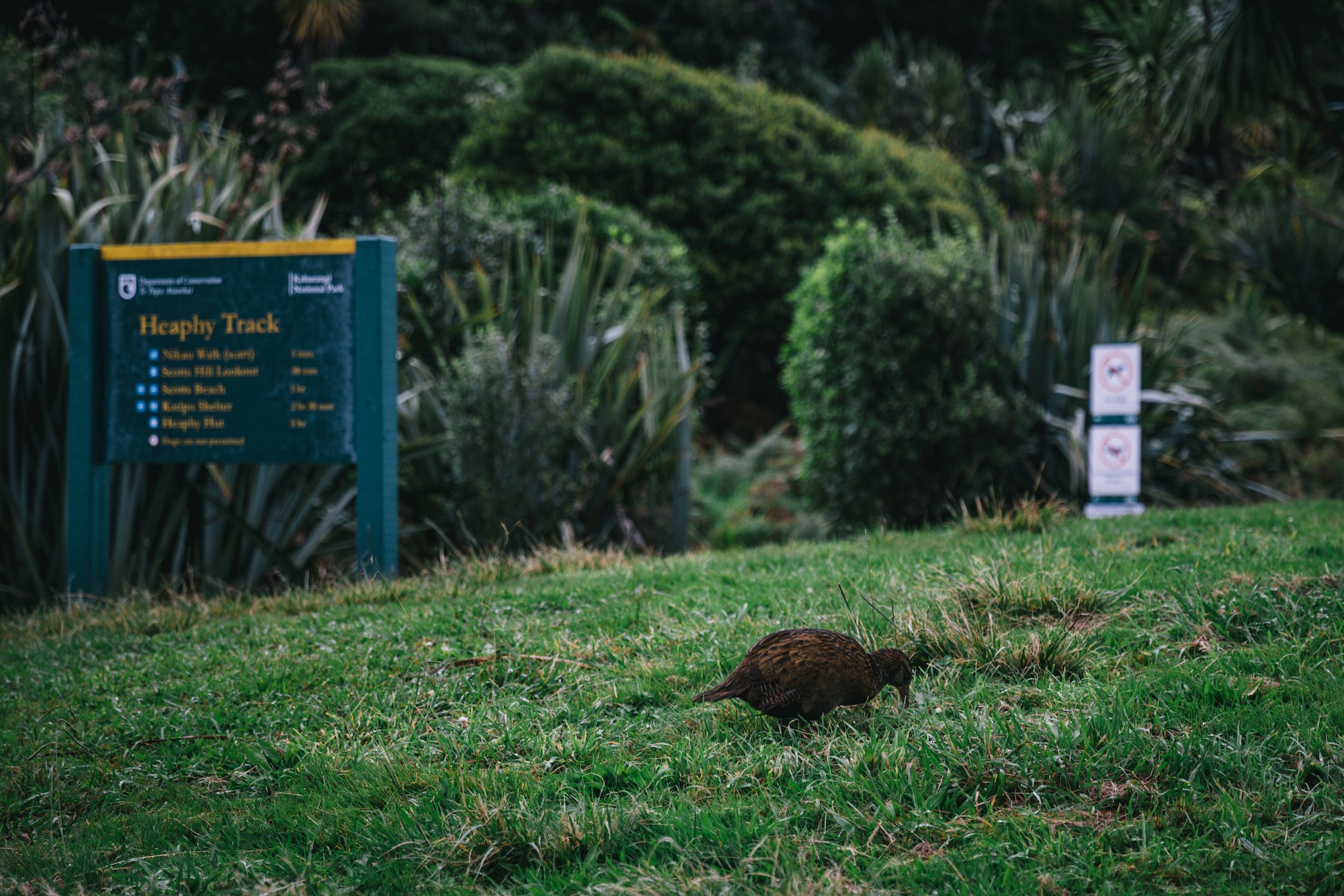 New Zealand weka