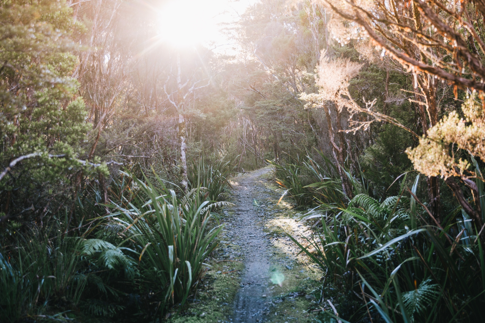 The Heaphy Track