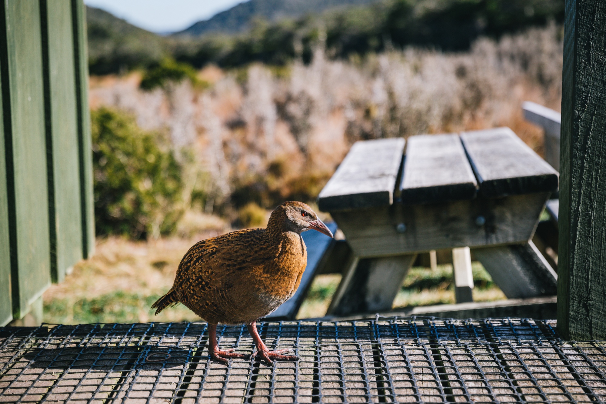 New Zealand weka