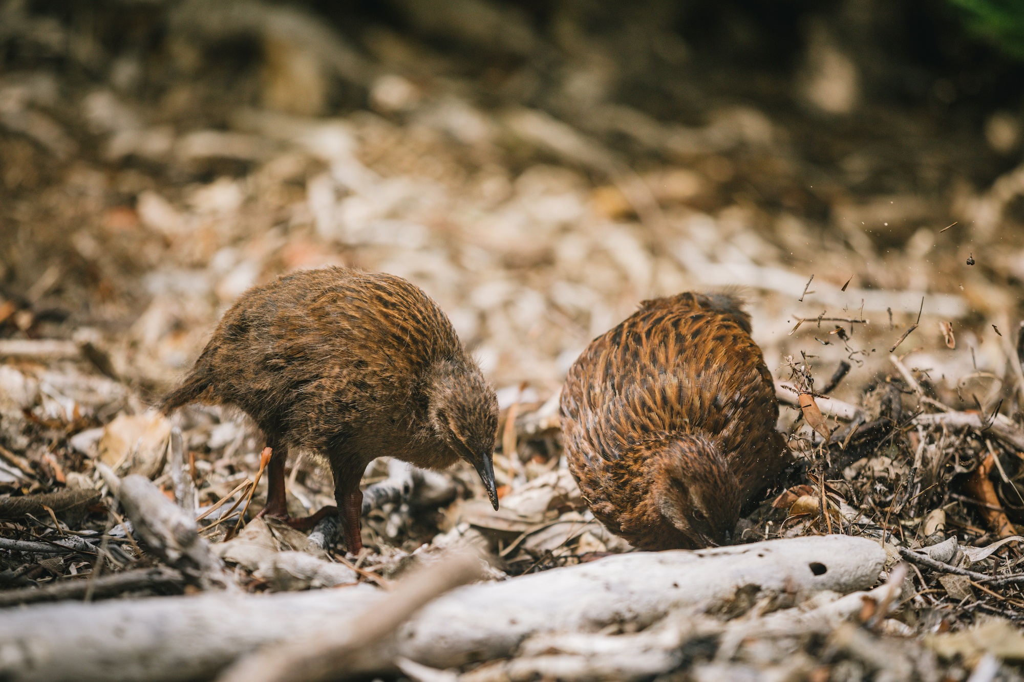 New Zealand weka