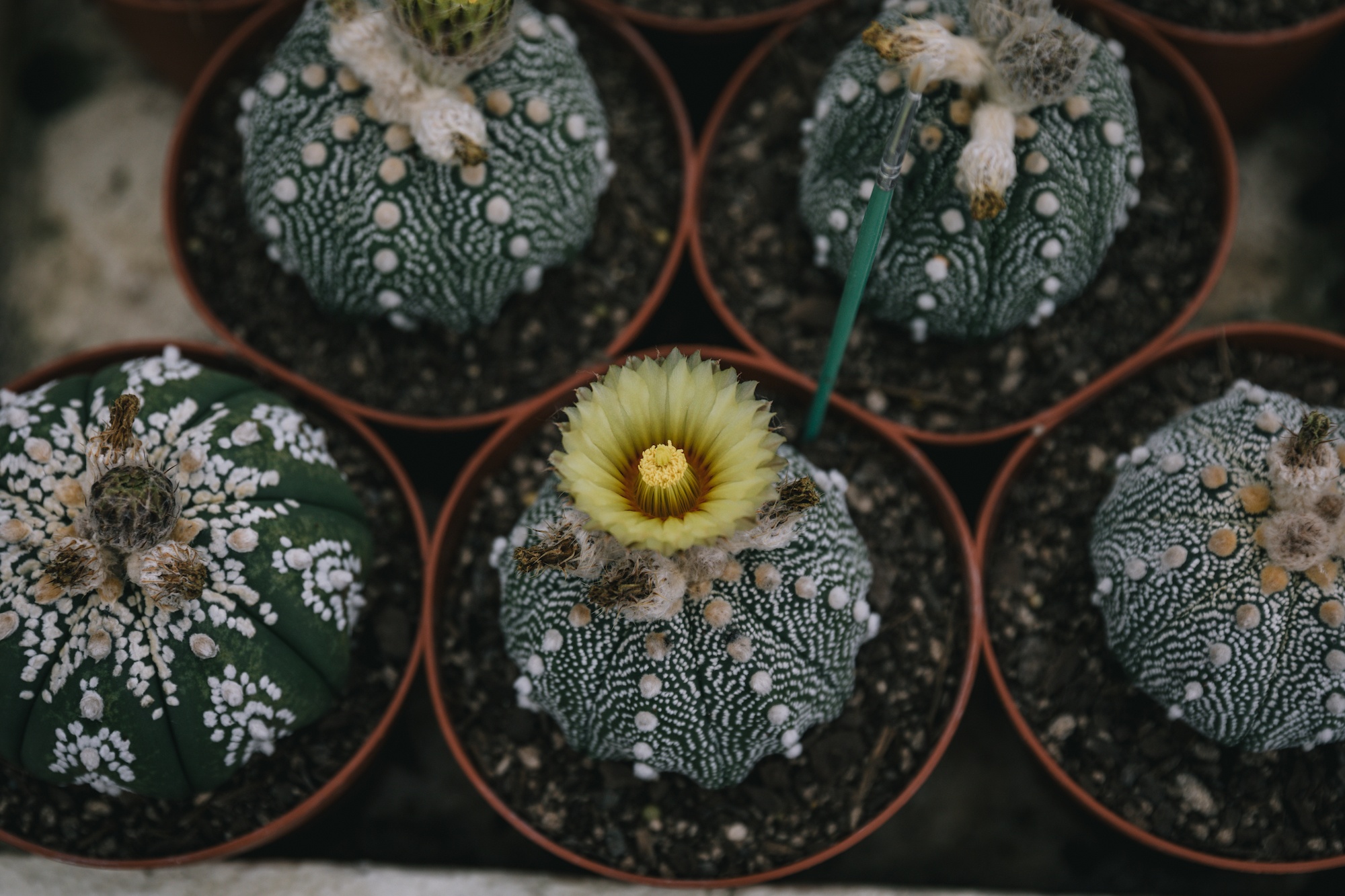 houseplants and design book