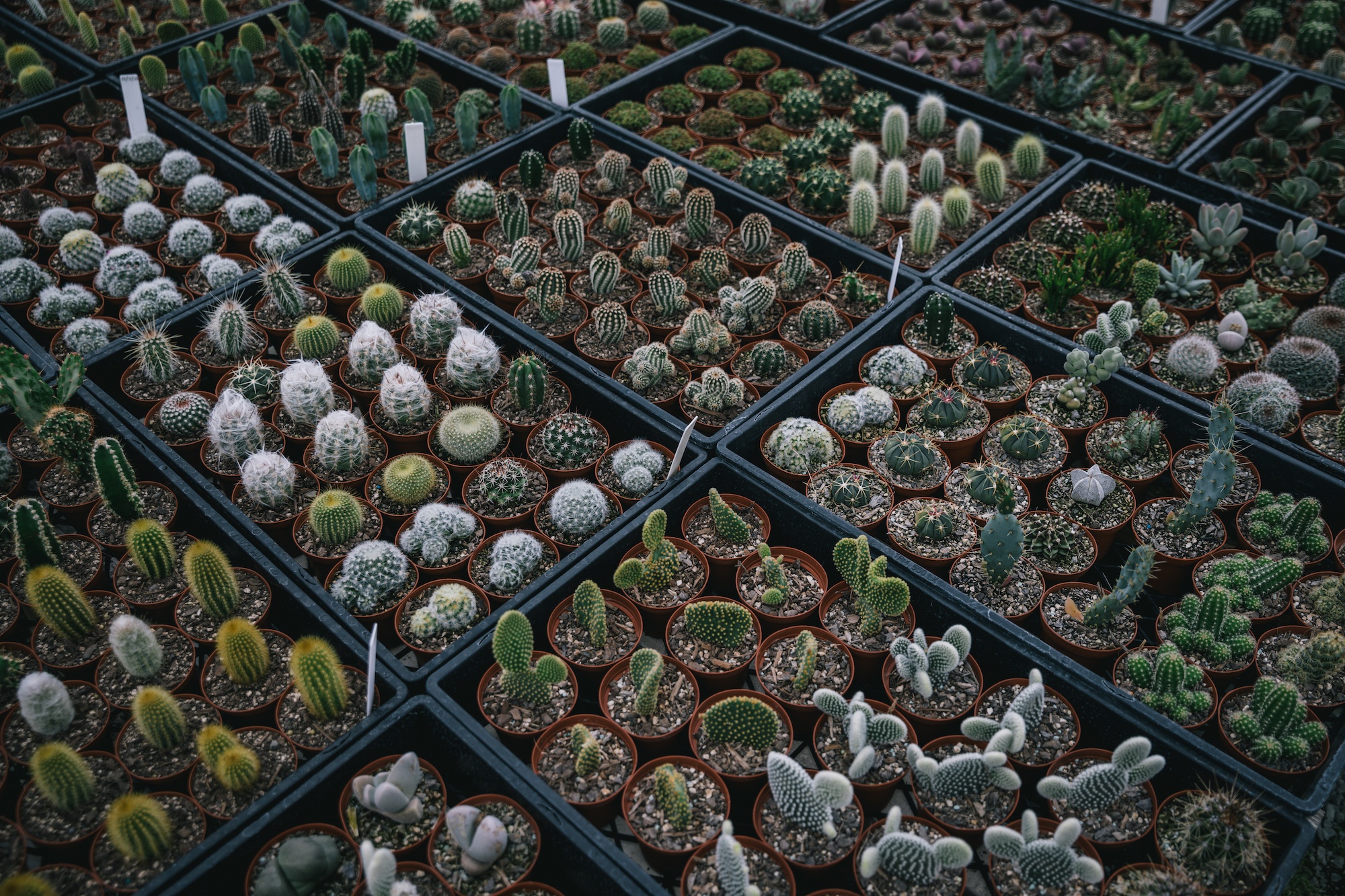 houseplants and design book