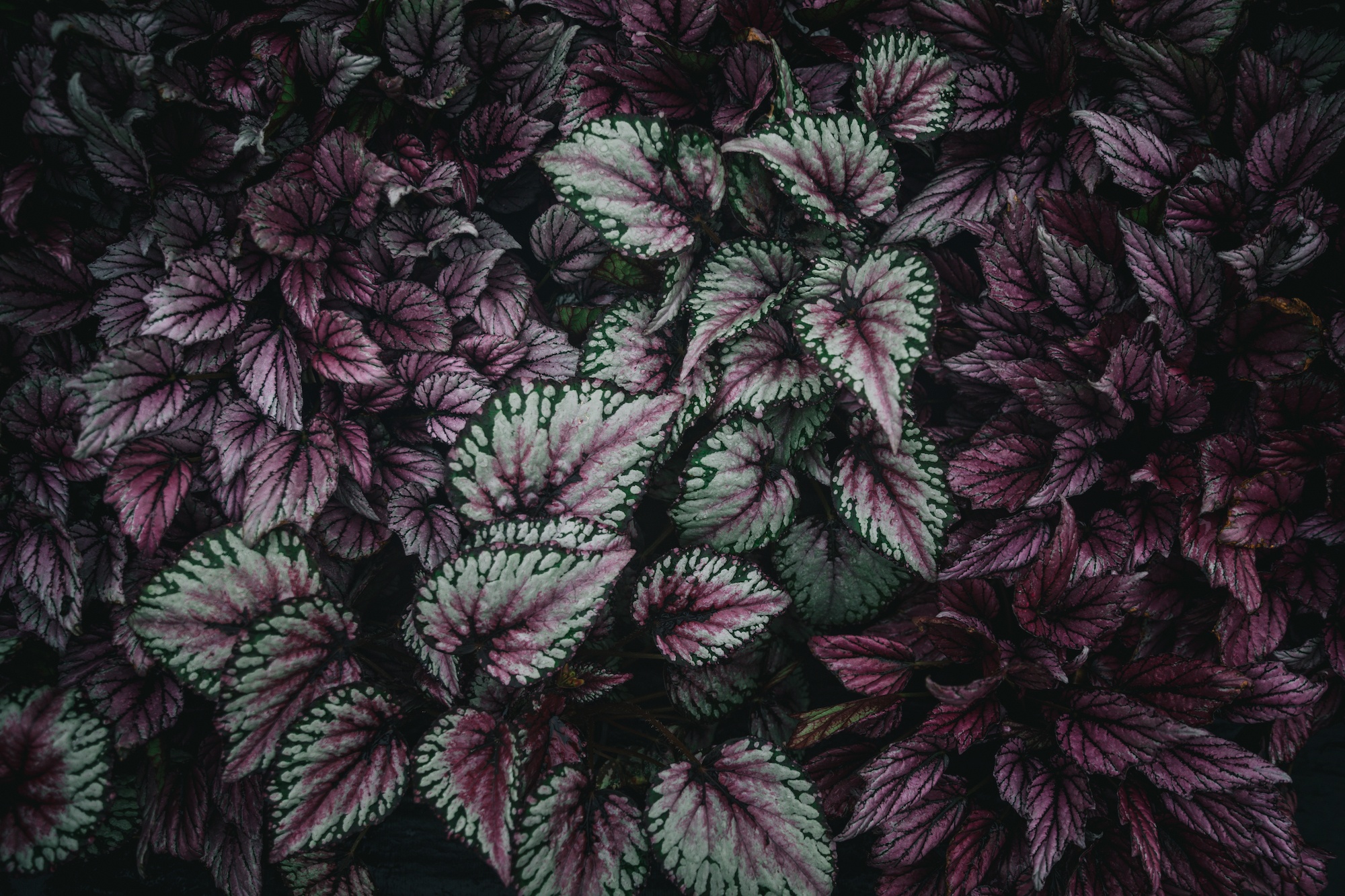 houseplants and design book