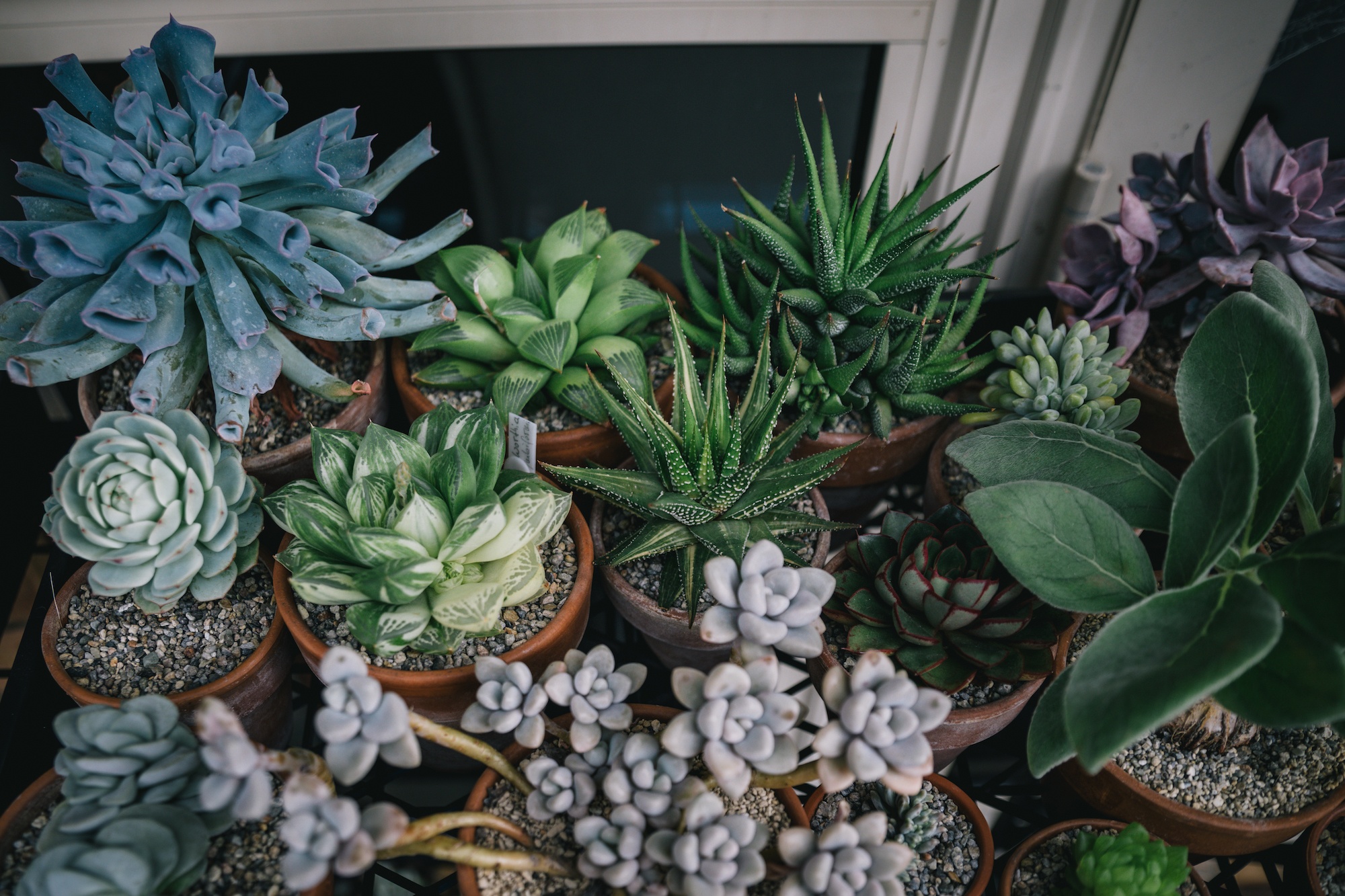 houseplants and design book