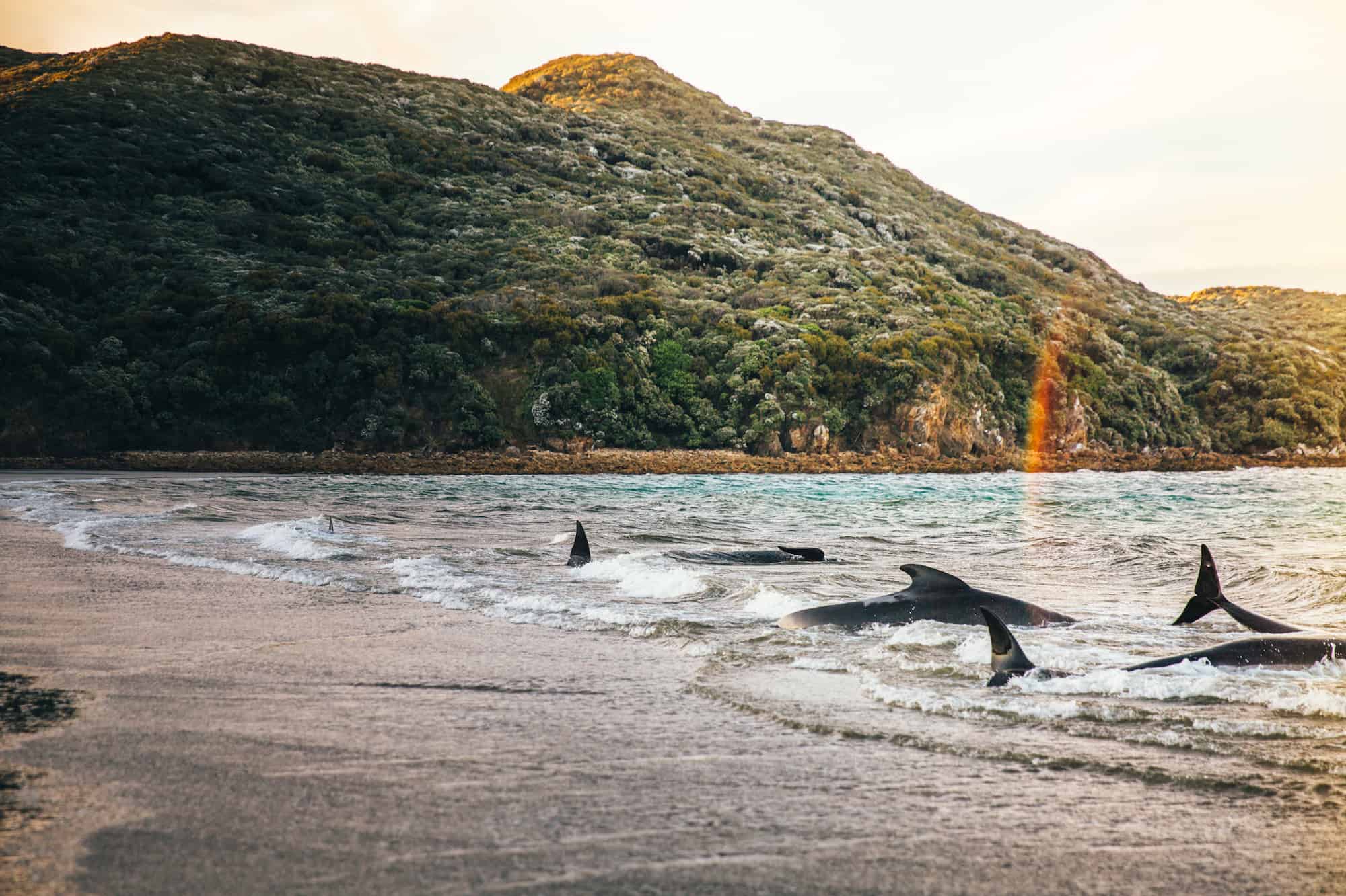 stranded whales