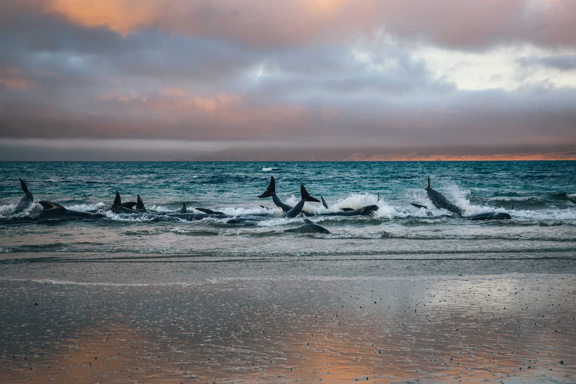 stranded whales