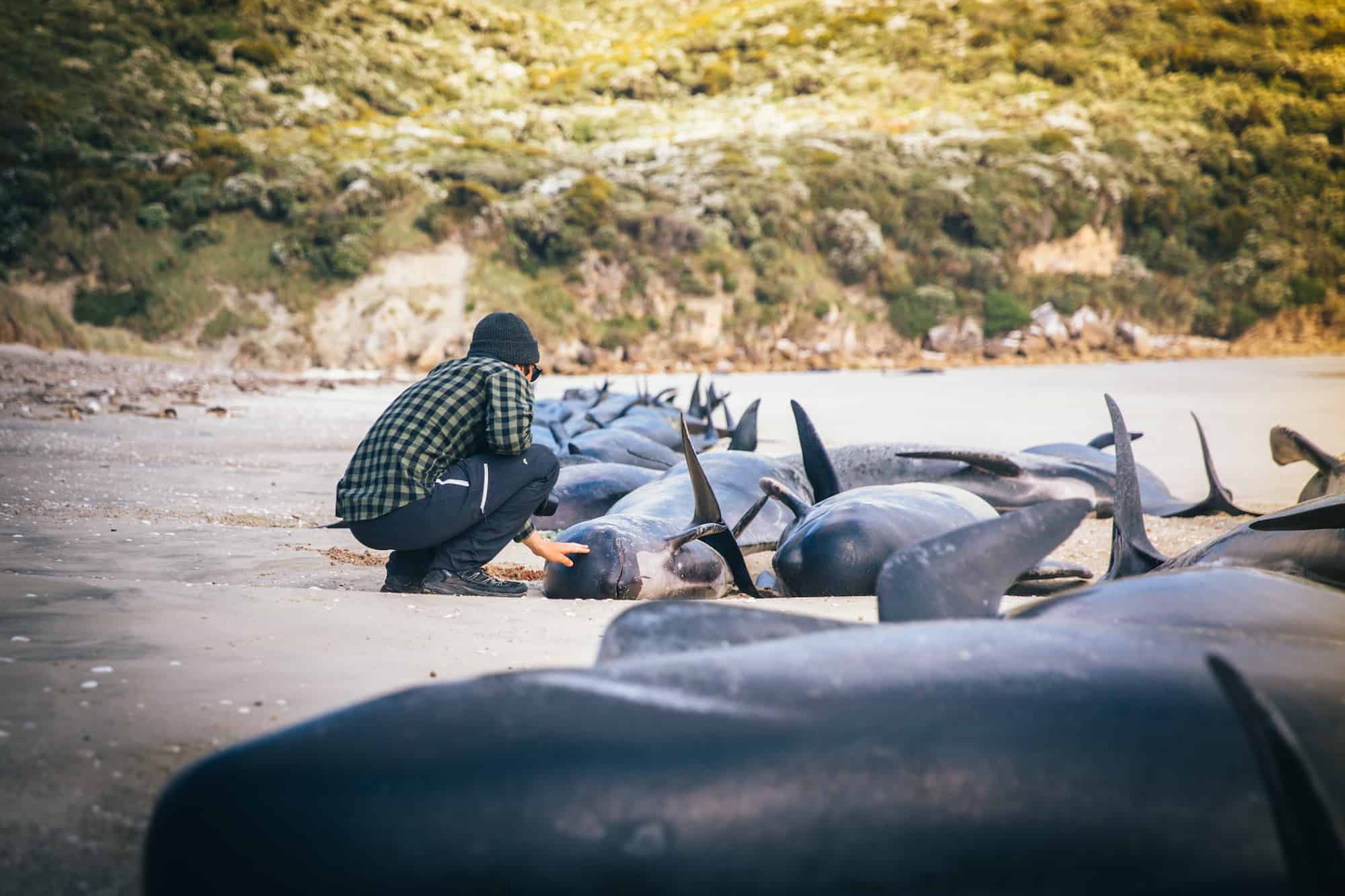 stranded whales