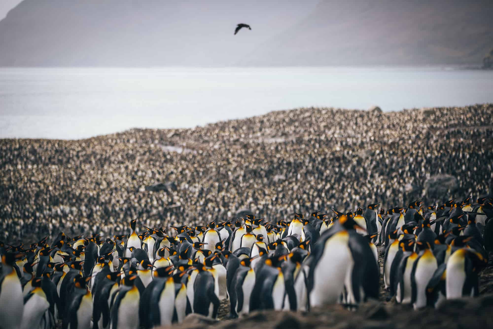 trip to Antarctica