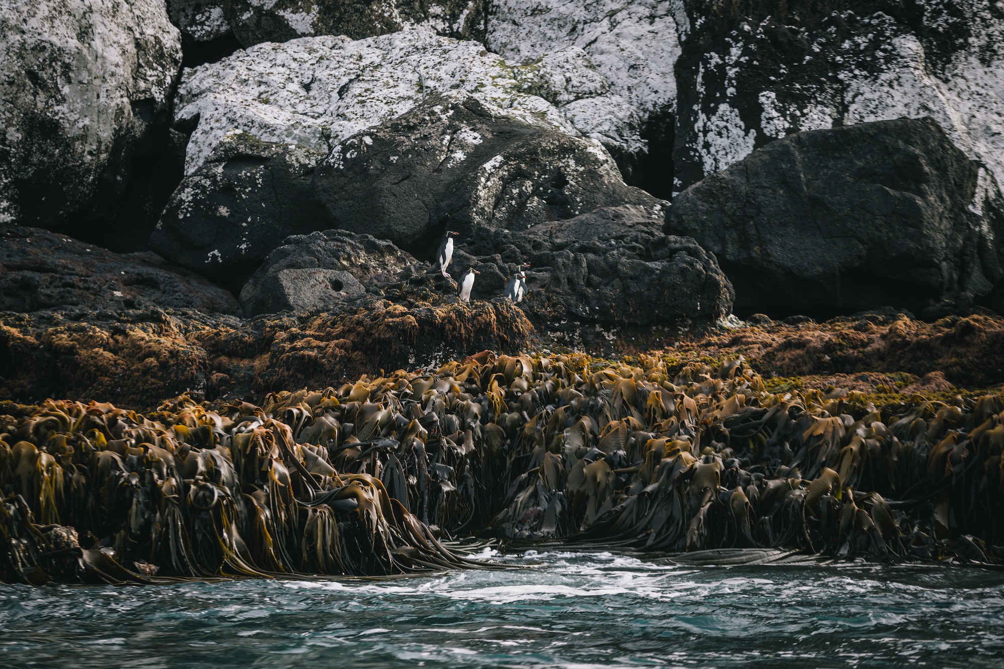 penguins of Antarctica