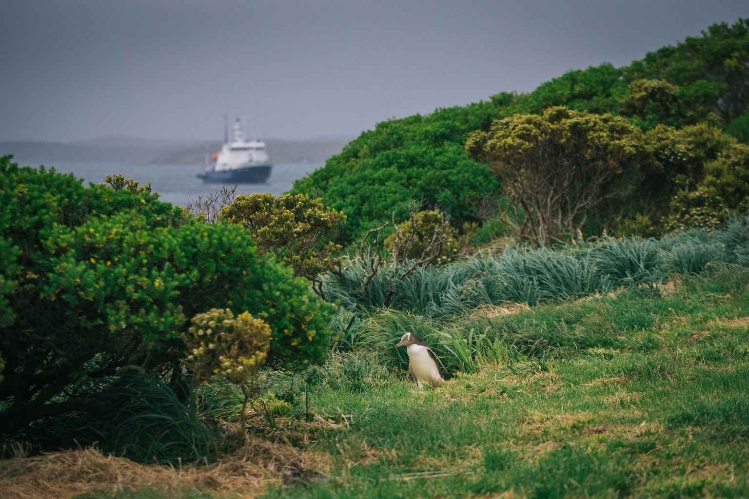 auckland islands travel
