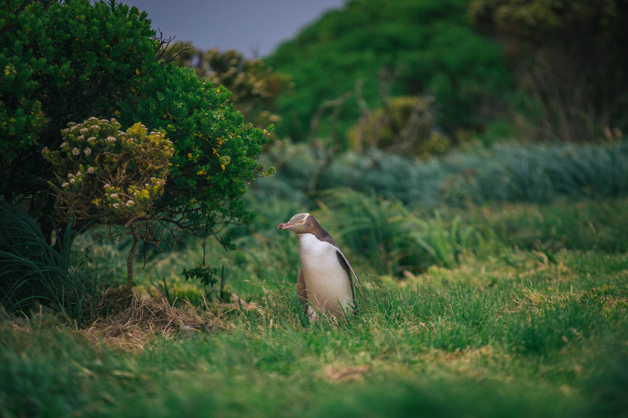 penguins of Antarctica