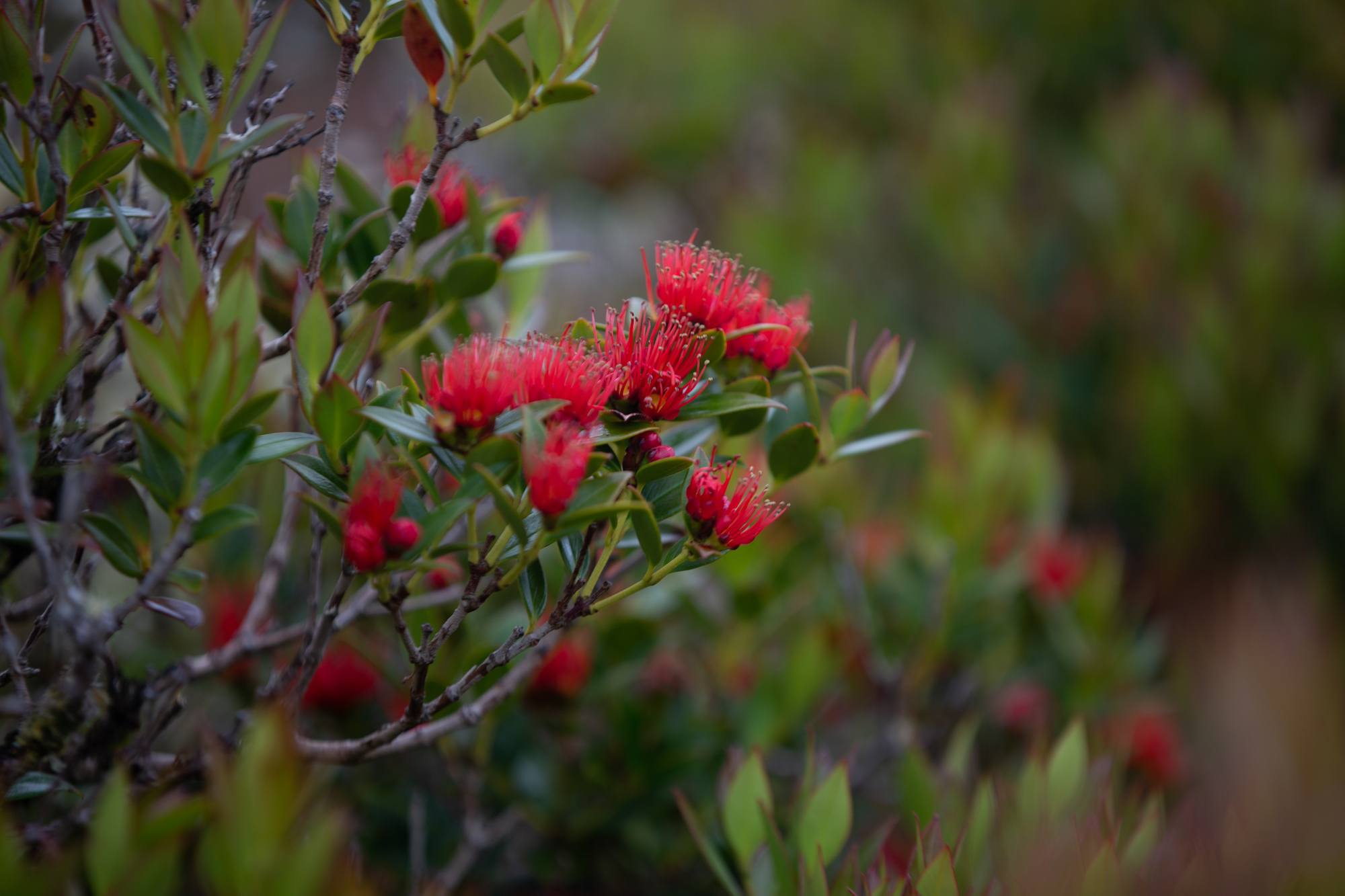 auckland islands travel