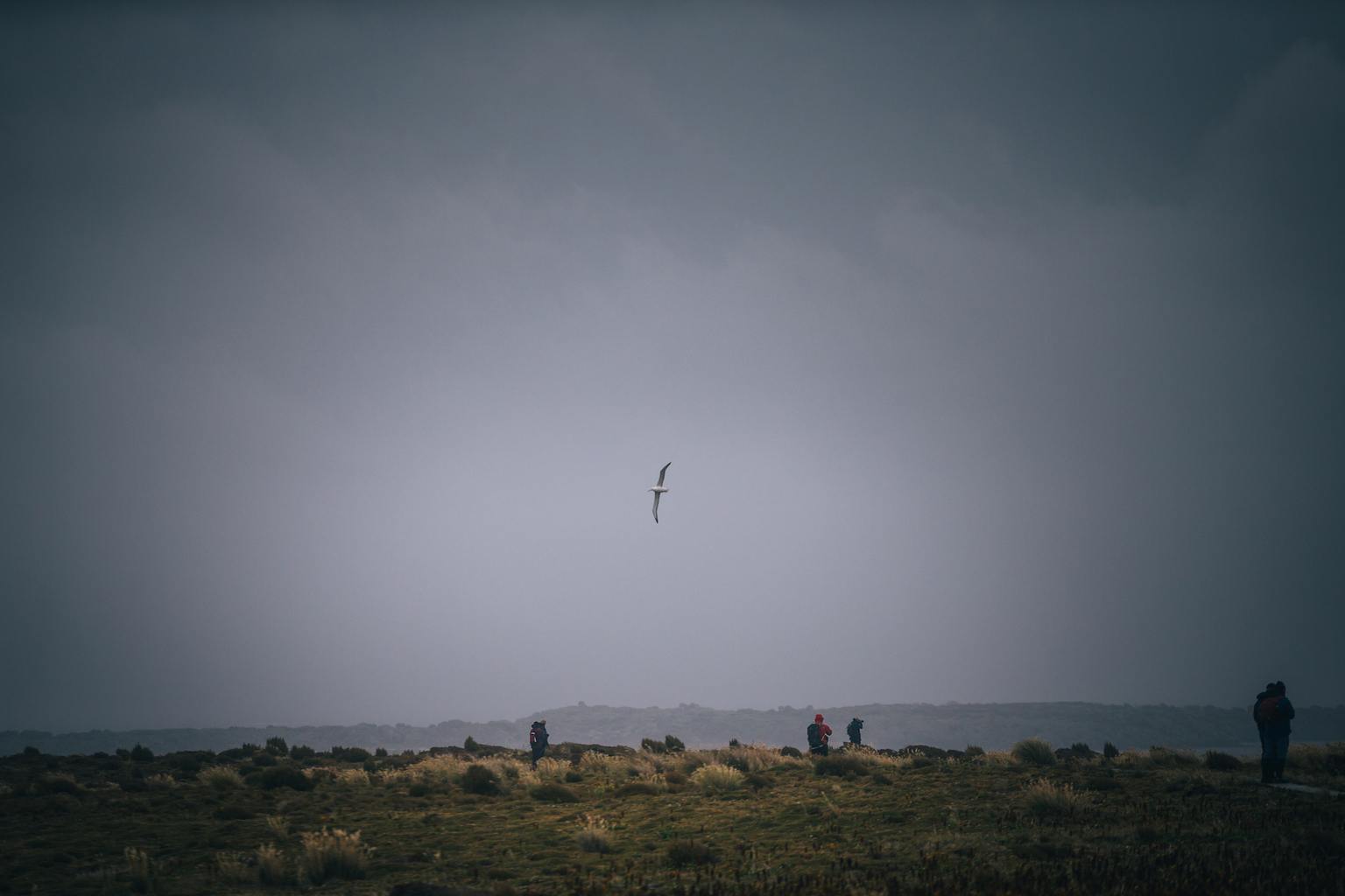 auckland islands travel