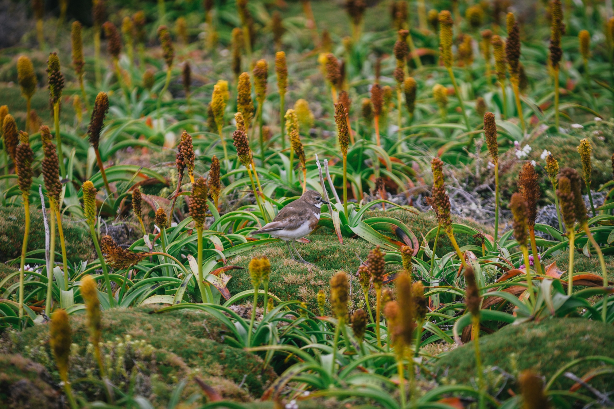 auckland islands travel