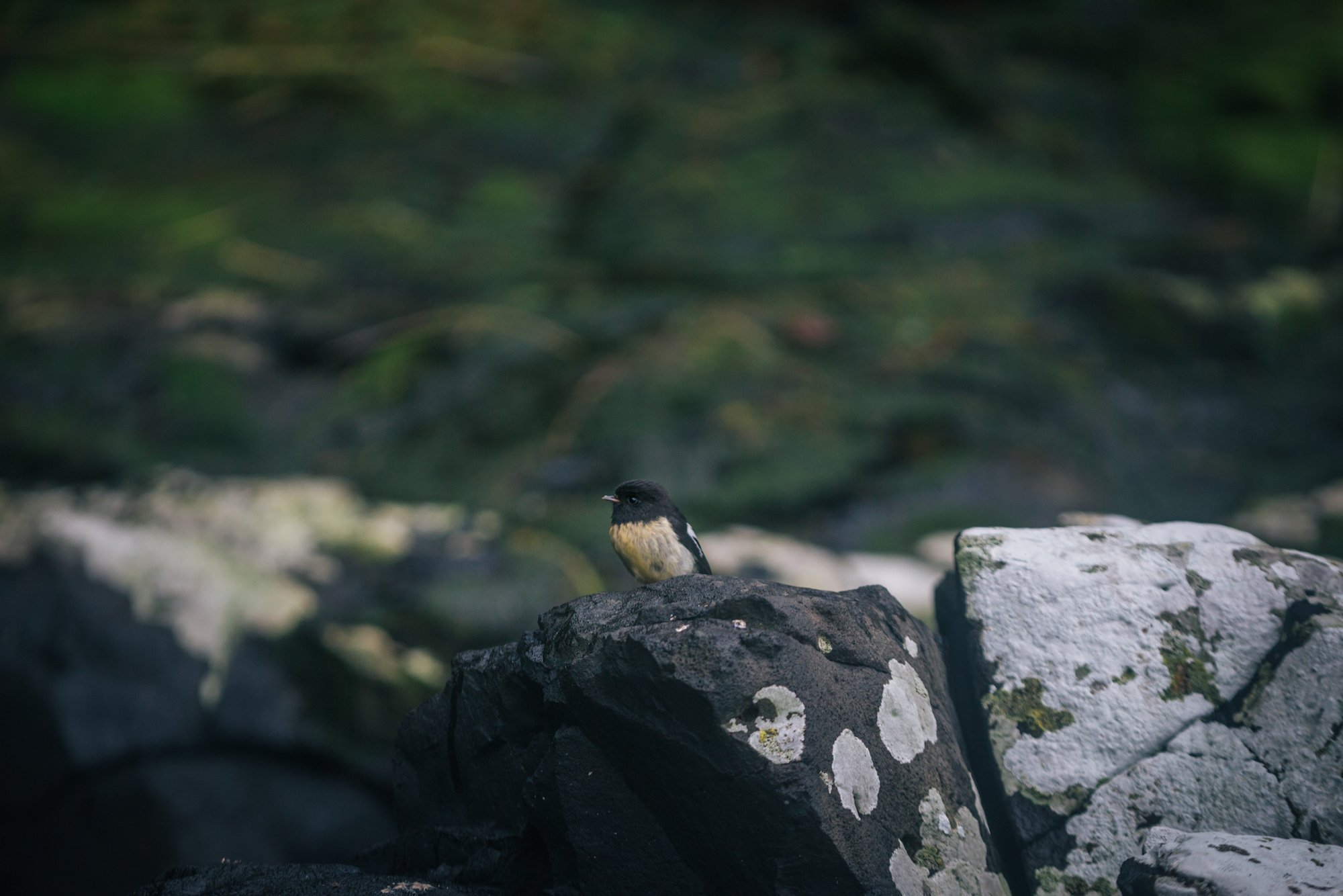 auckland islands travel