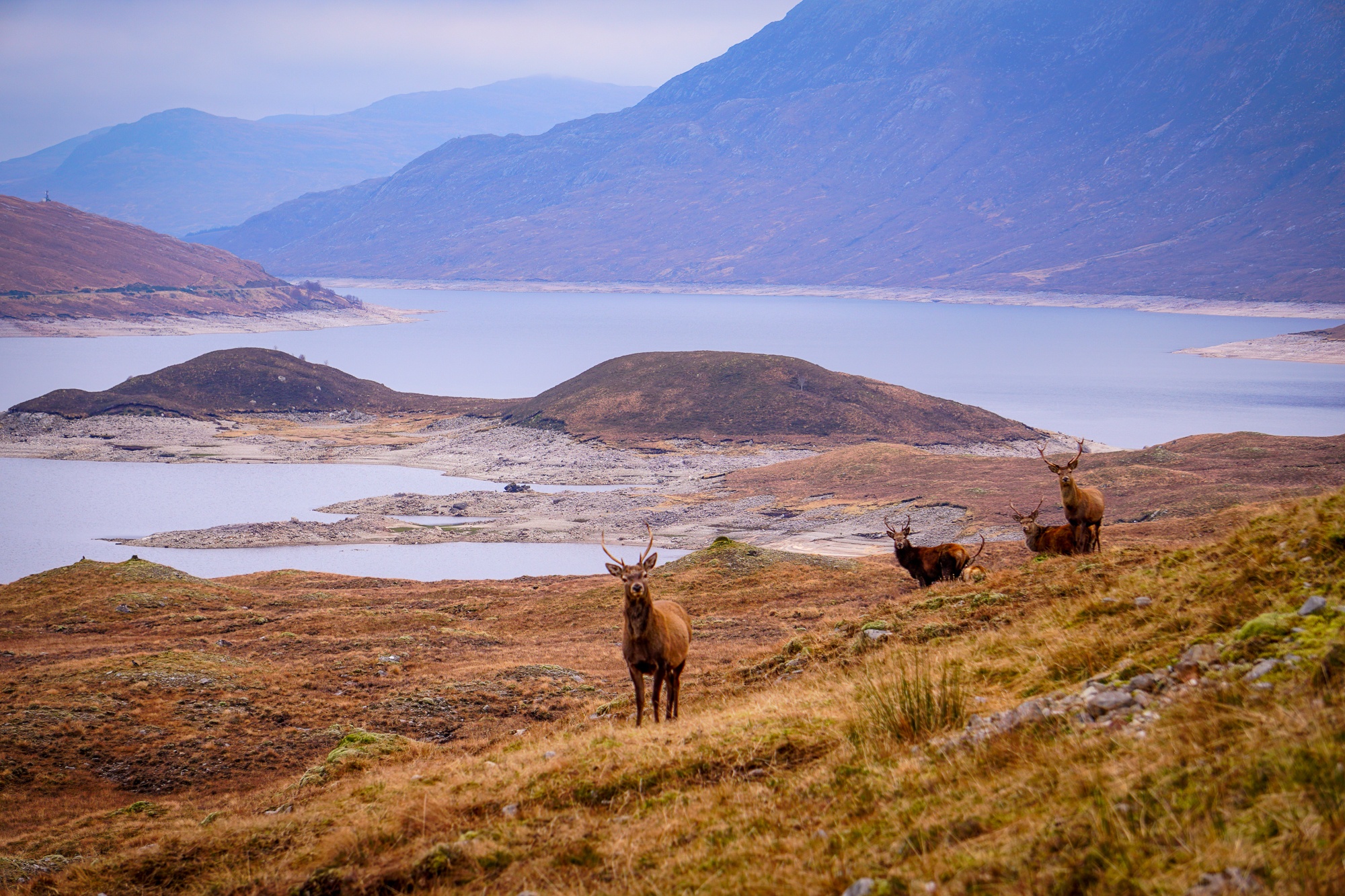 kiwi expat during covid19