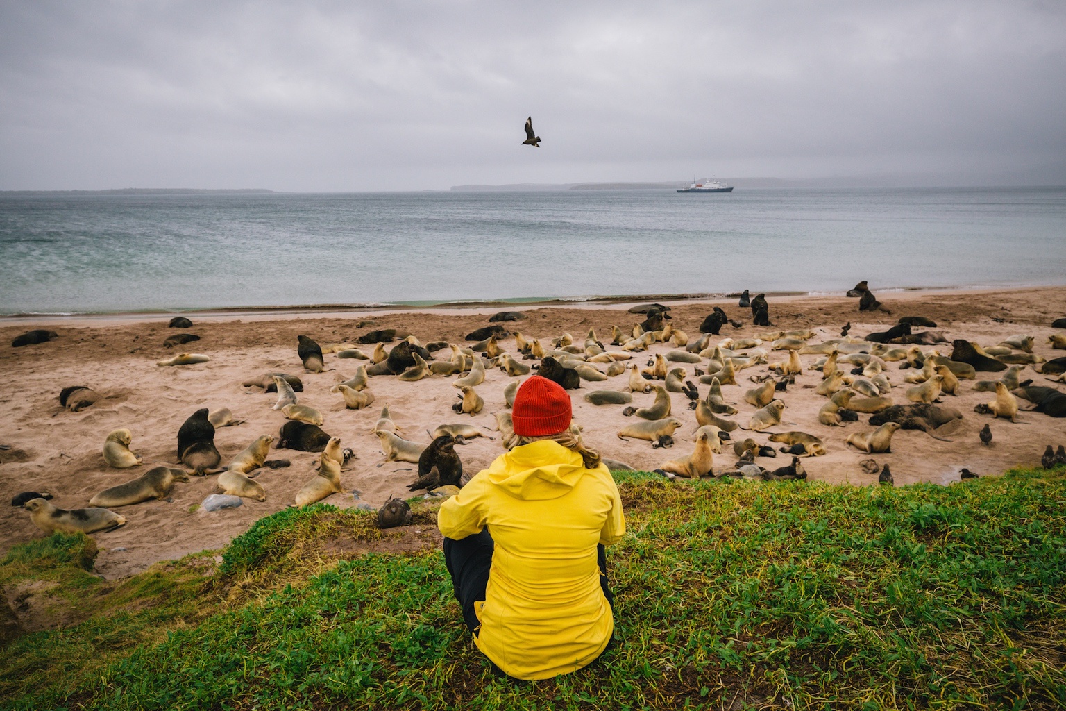 auckland islands travel