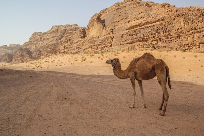 falling off a camel falling off a camel
