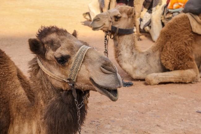 falling off a camel falling off a camel