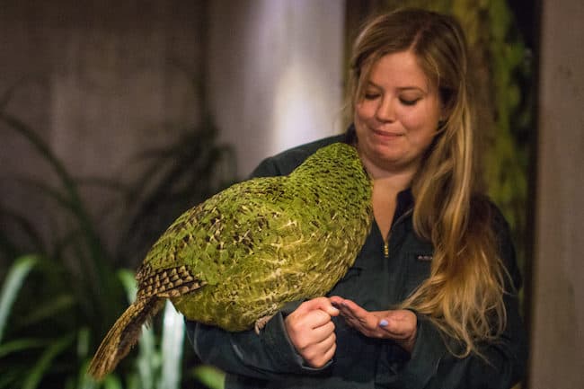 kakapo new zealand