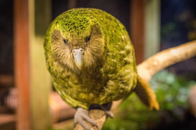 kakapo new zealand