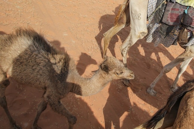 falling off a camel falling off a camel