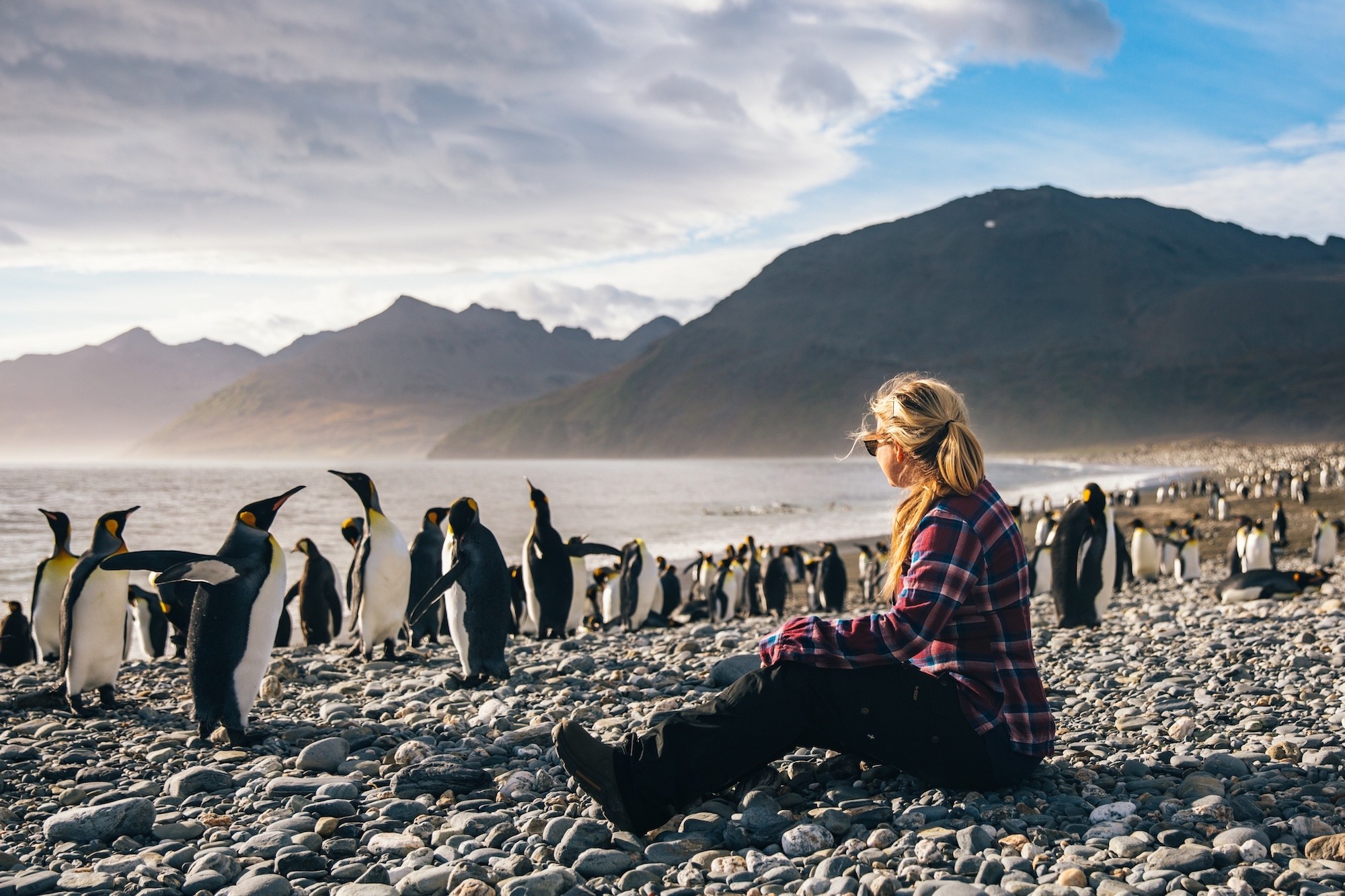 penguins of Antarctica