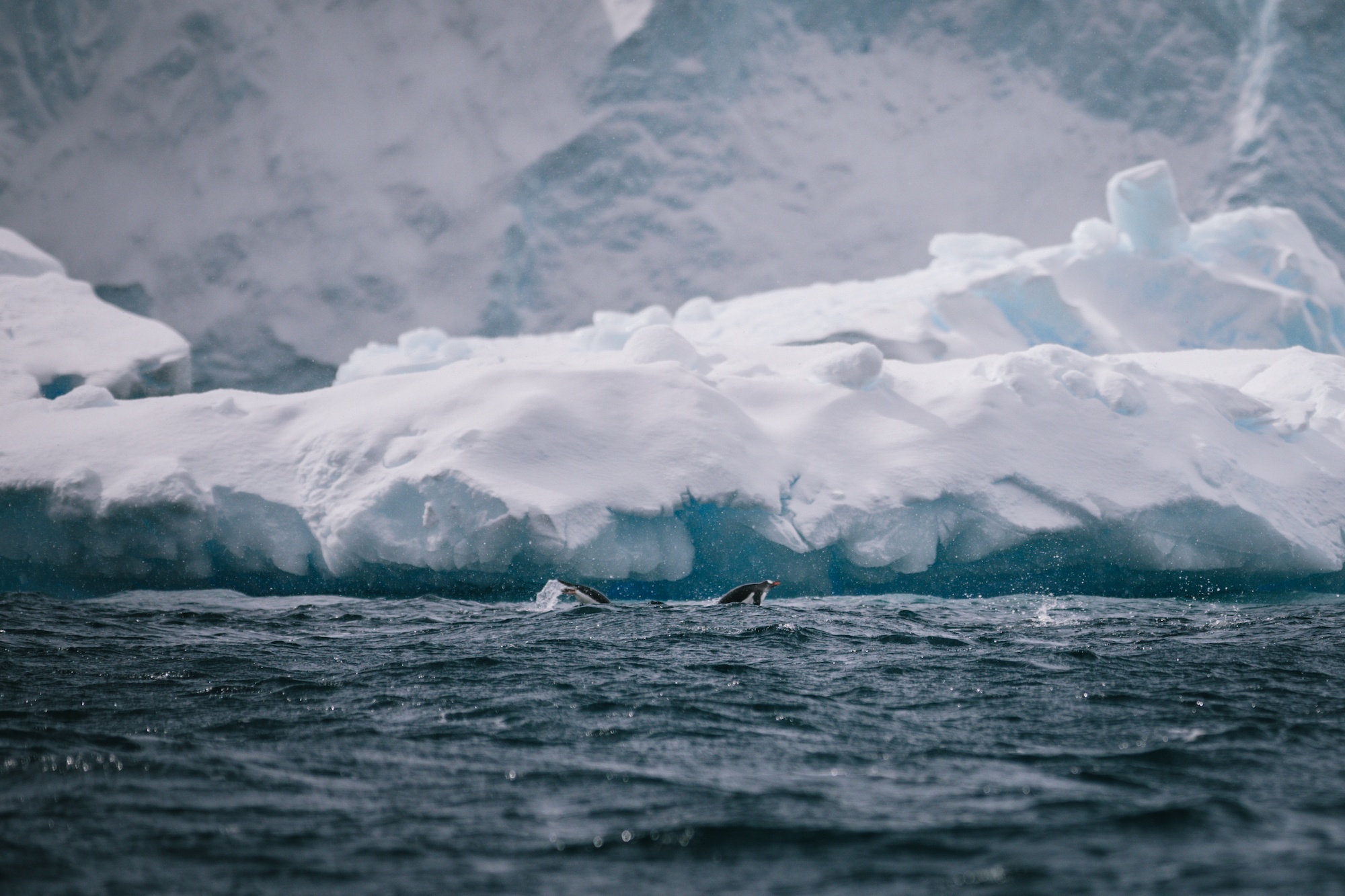 penguins of Antarctica