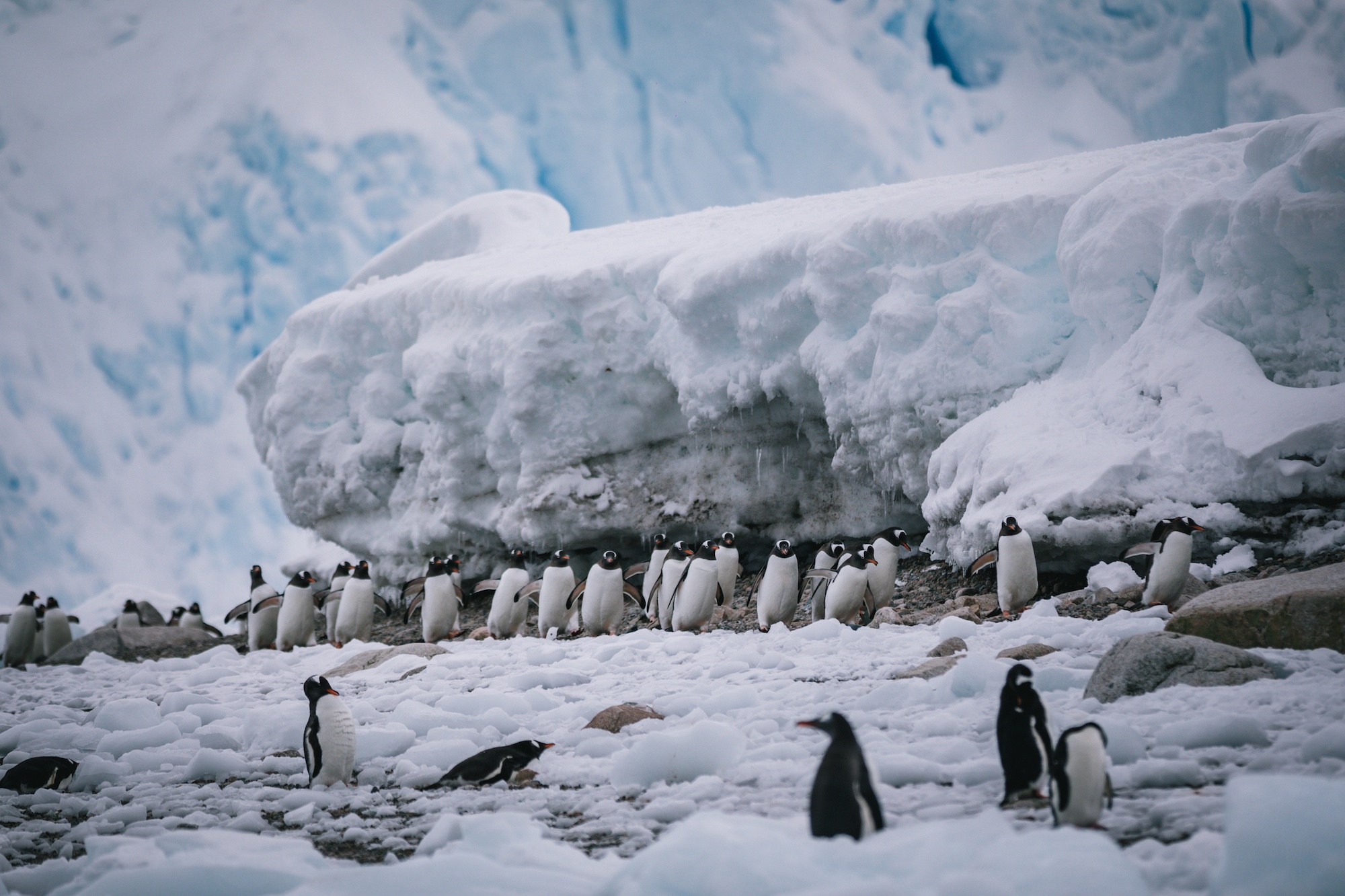 penguins of Antarctica