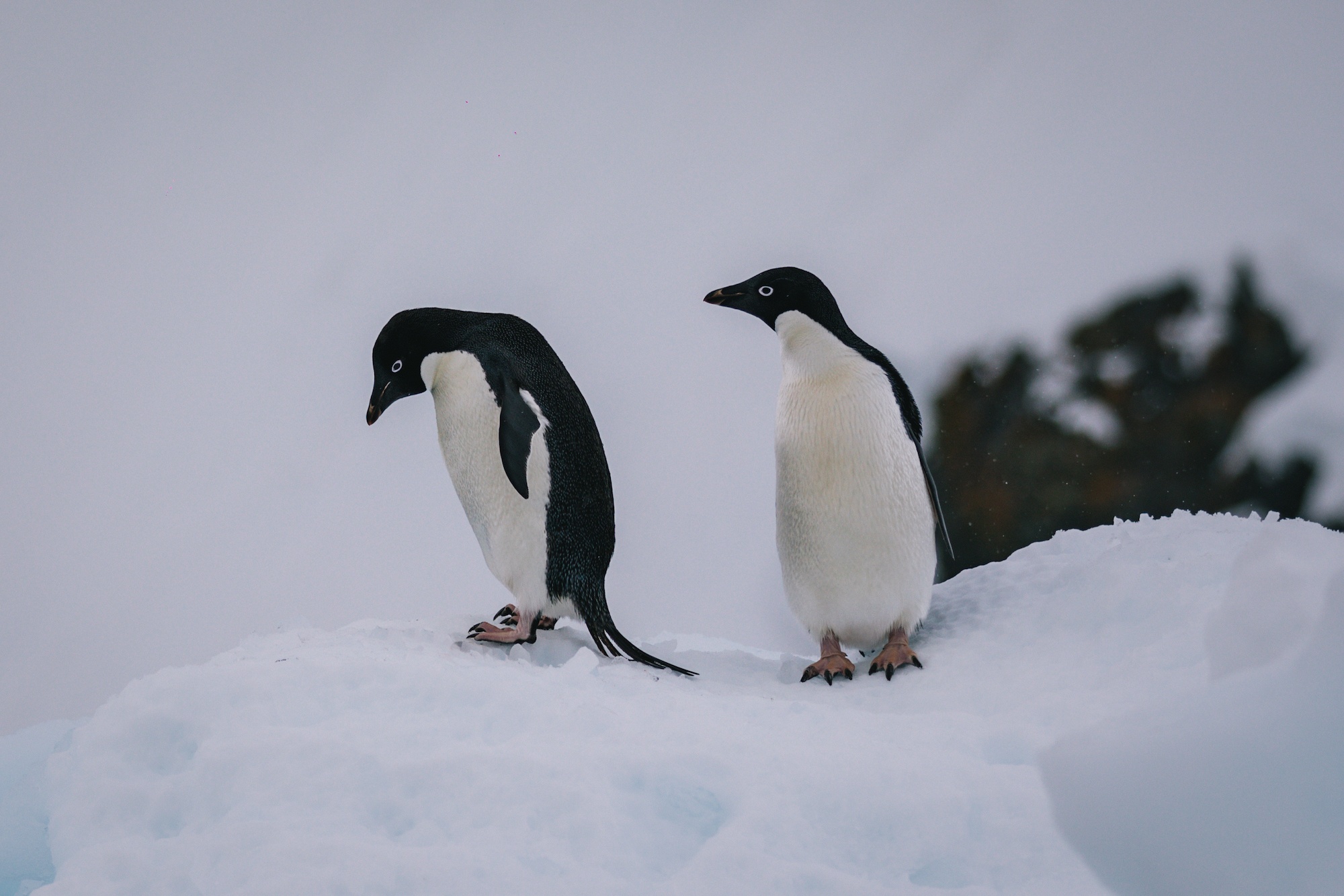 penguins of Antarctica