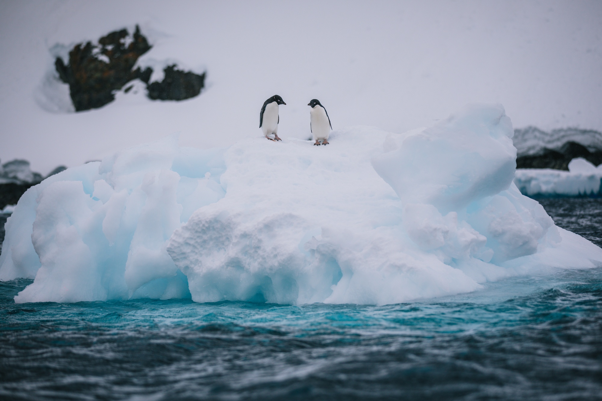 penguins of Antarctica