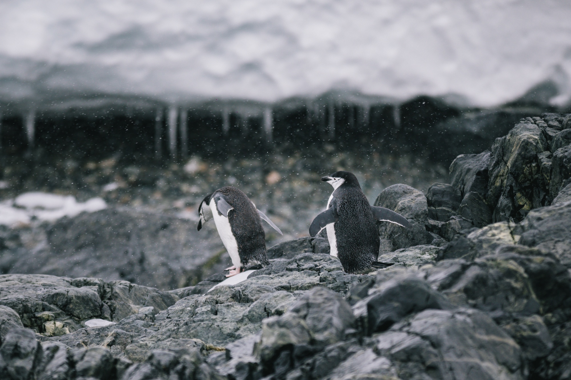 penguins of Antarctica